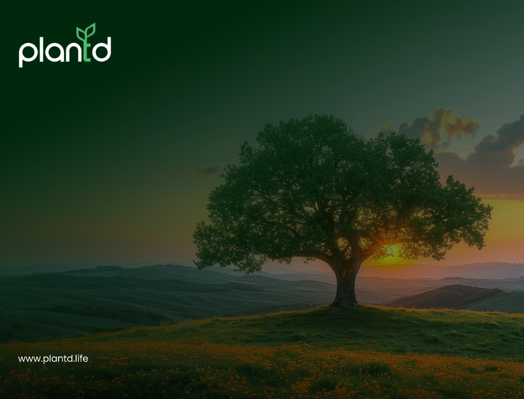 The Life Cycle of a Tree: What It Takes to Grow Something That Lasts ...