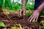 Reforestation Efforts with Plantd
