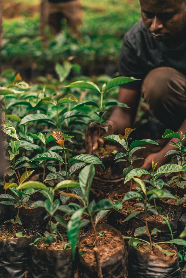 Plant trees with Plantd and Offset Your Carbon Footprint.