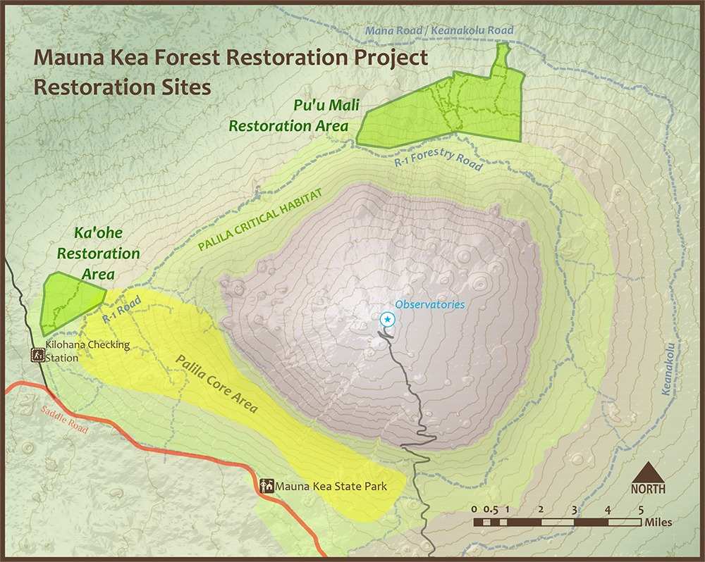 The Forest Recovery efforts in the Mauna Kea Forest Reserve in Hawaii