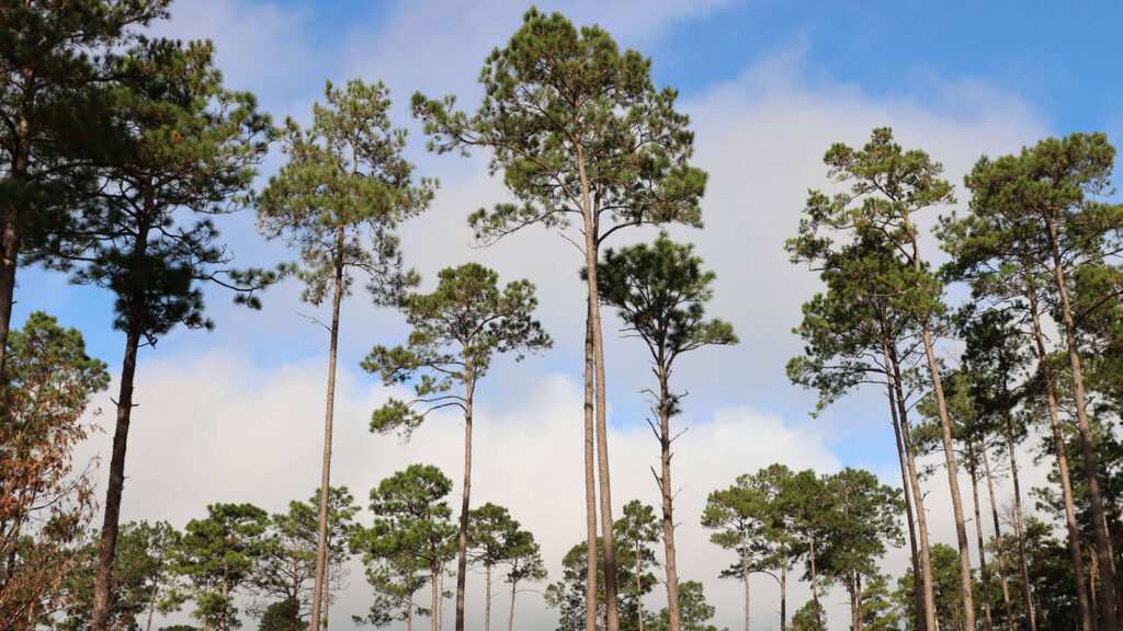 Longleaf Pine in Texas