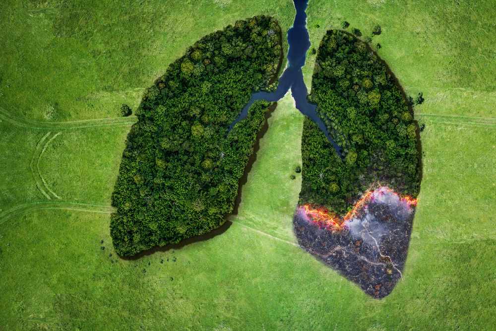 Impacts of deforestation