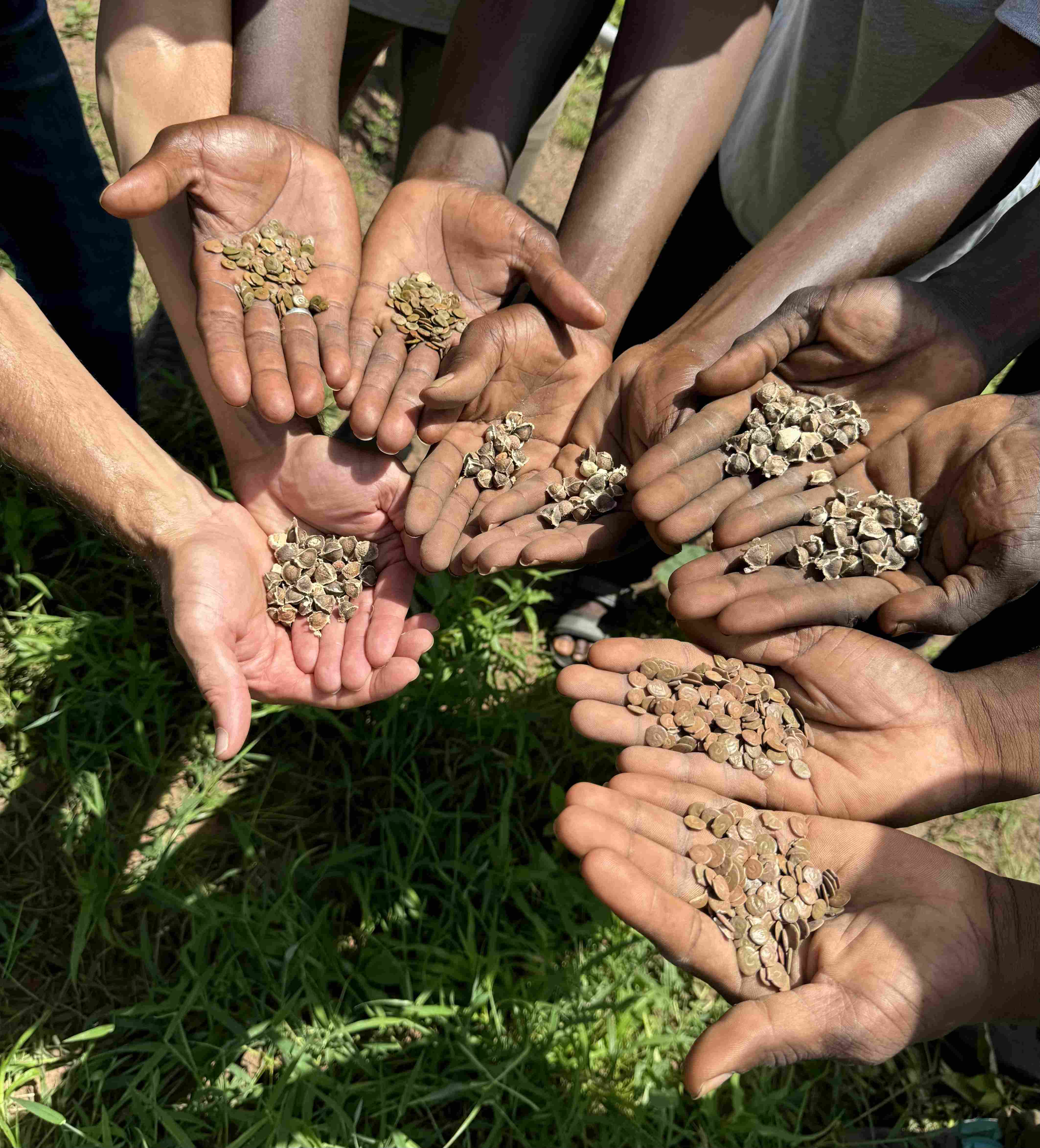 Dakately Senegal Agroforestry Reforestation Plantd Project Run by Local Families