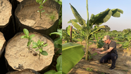 Dakately Senegal Agroforestry Reforestation Plantd Project One Tree at a time Start and Grow