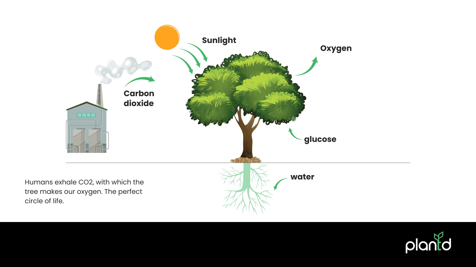 How Do Trees Make Oxygen?