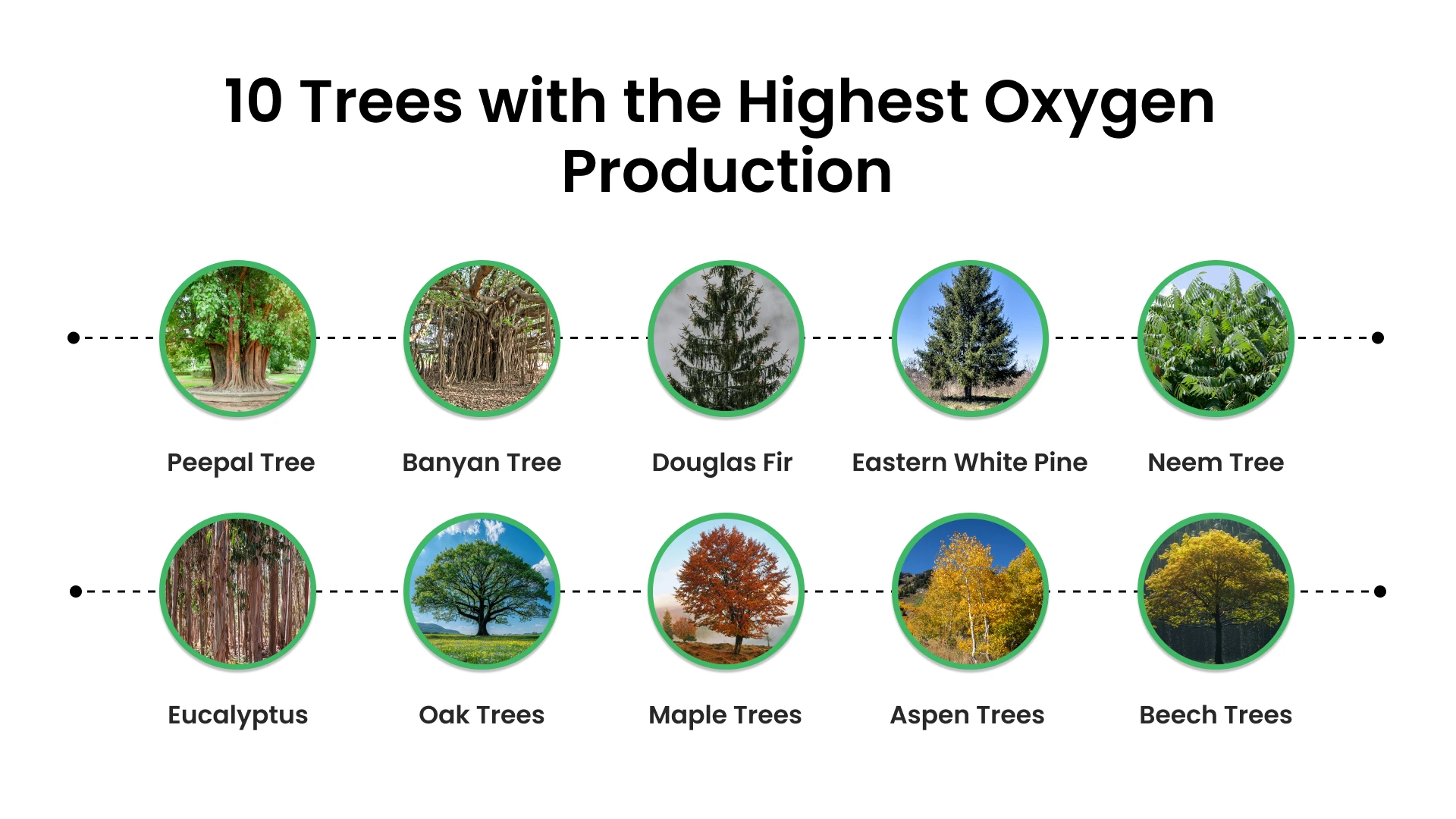 10 Trees with the Highest Oxygen Production