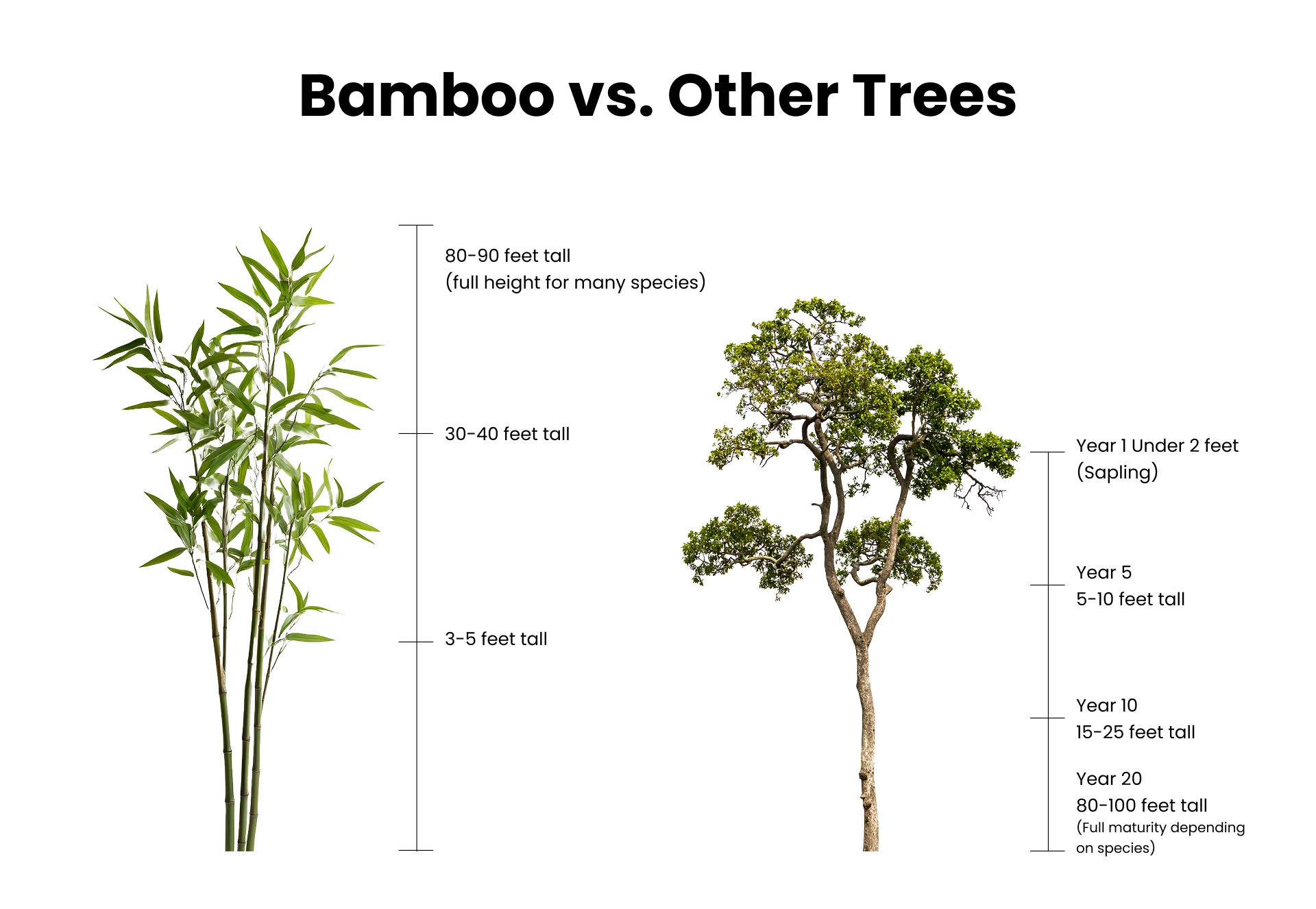 The Biology Behind Bamboo