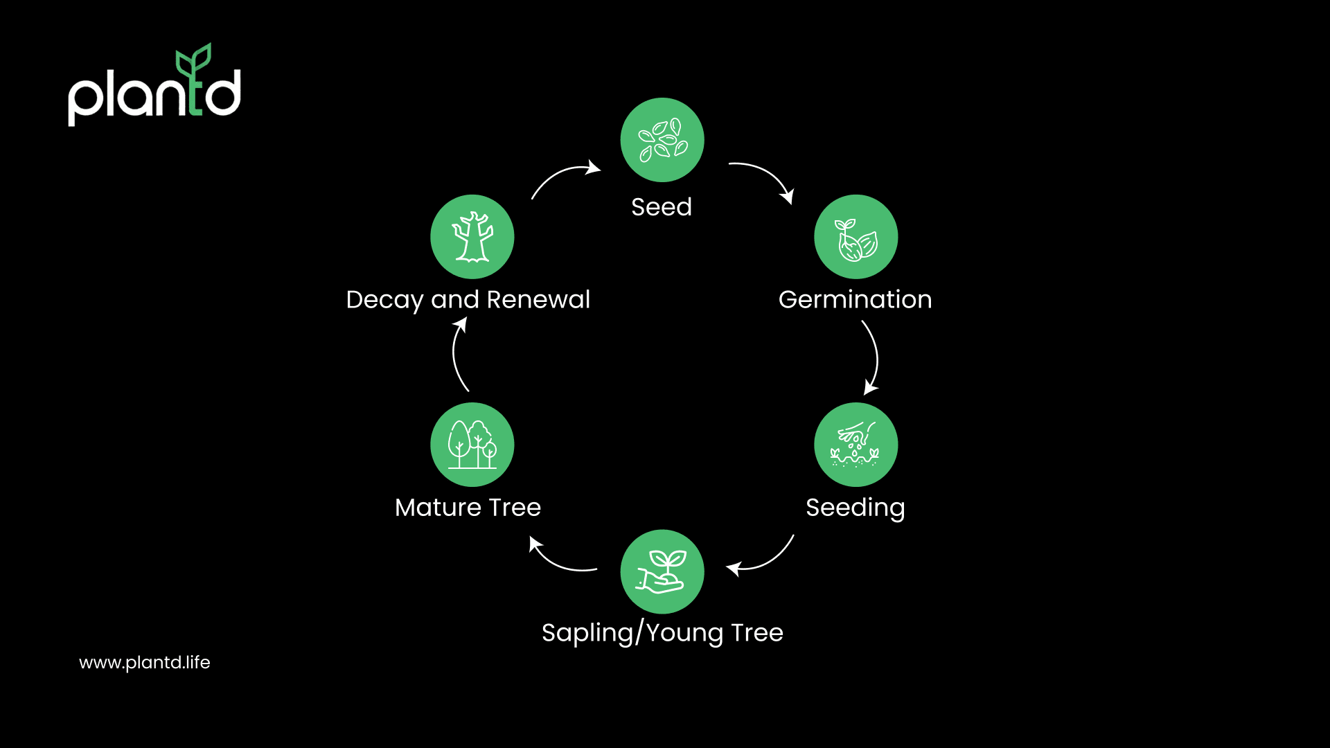 What Does the Life Cycle of a Tree Look Like?