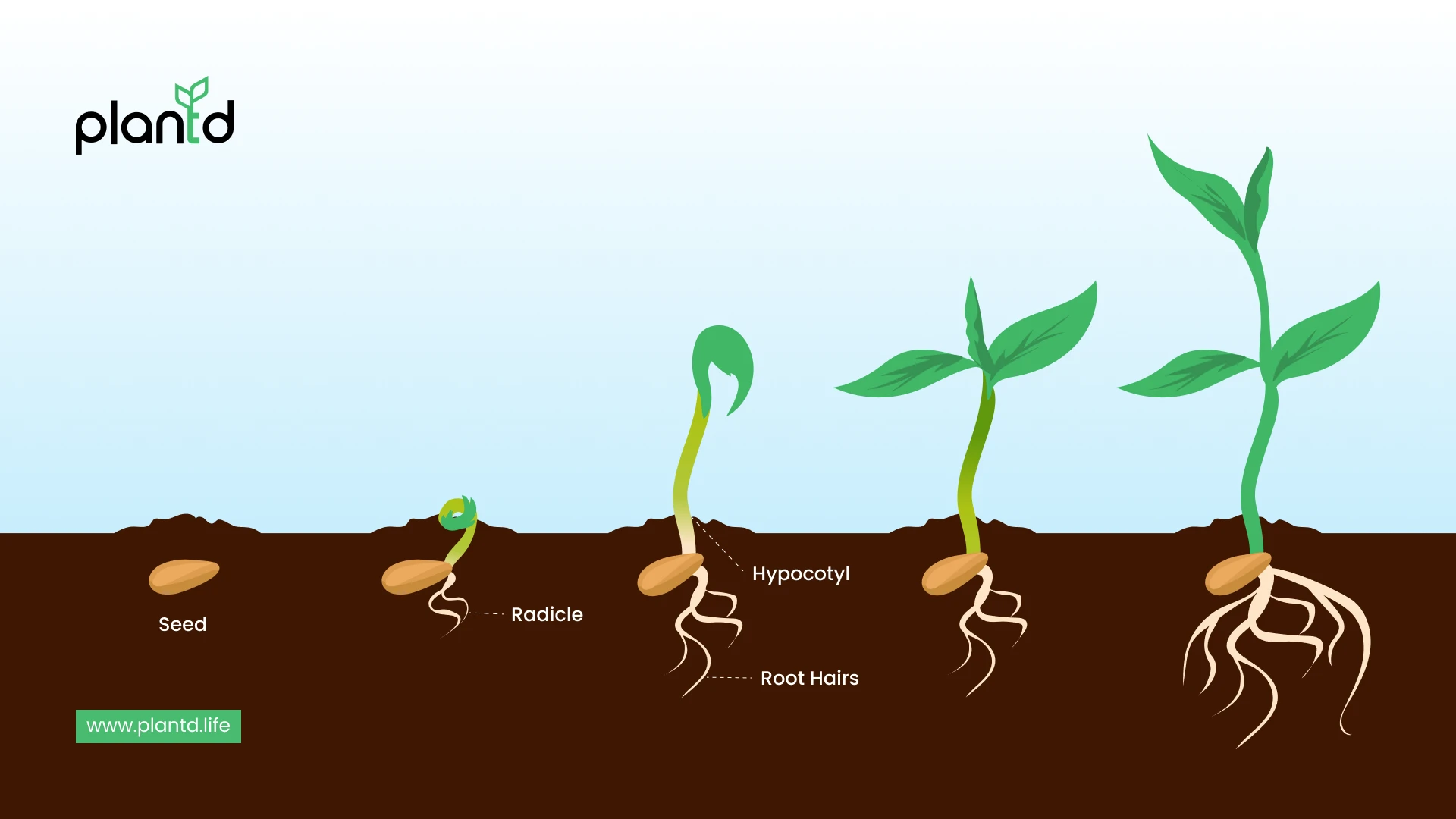 Germination: The Tree Takes Root 