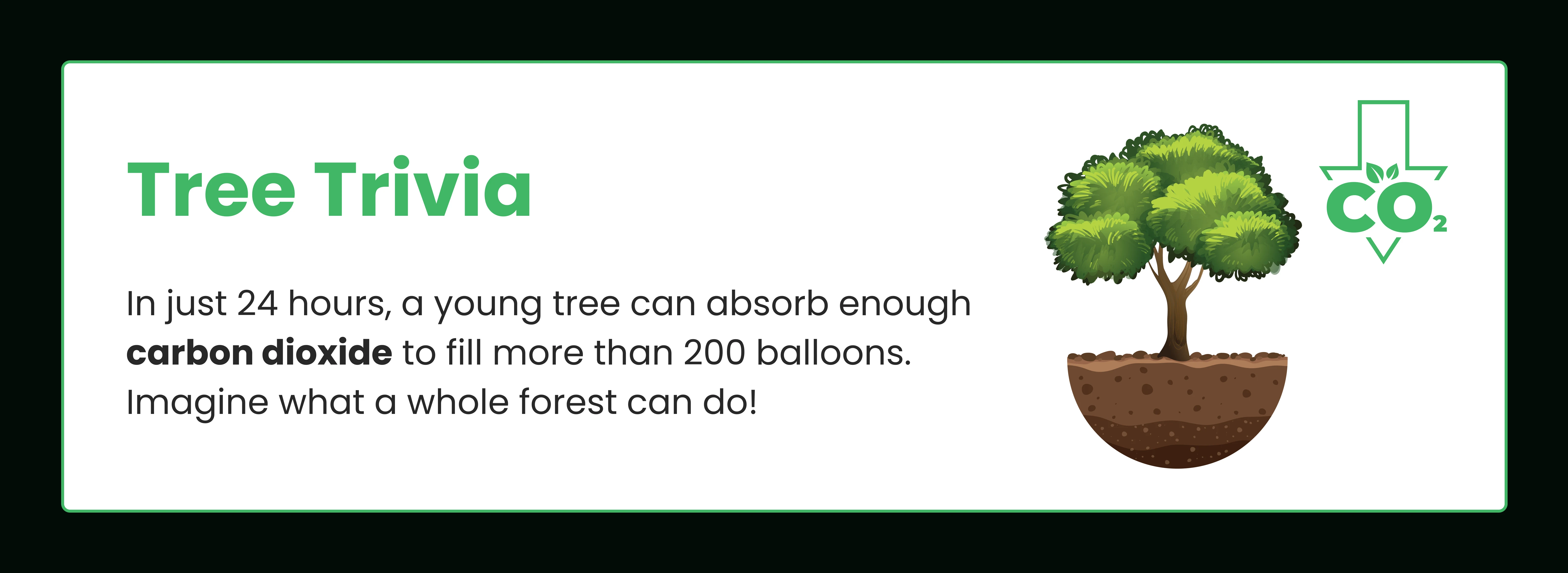 Tree Trivia