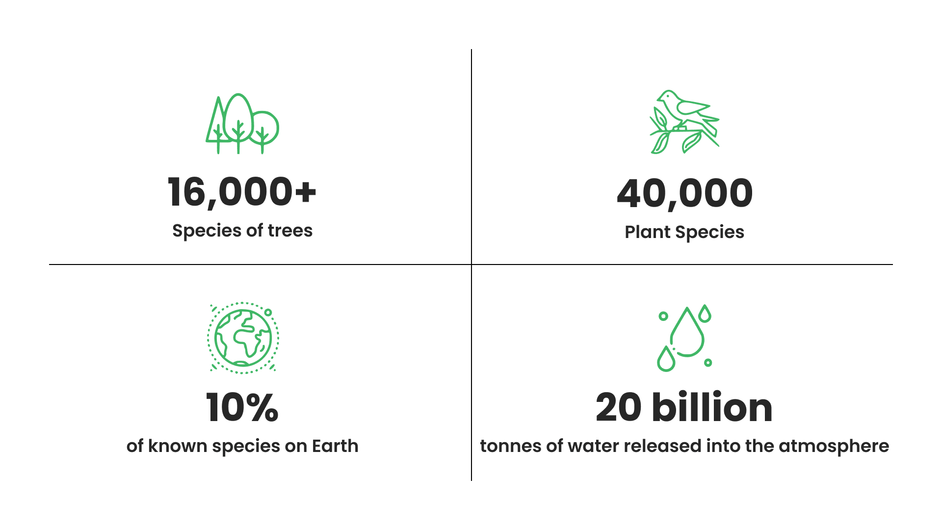 What Makes the Amazon Rainforest So Unique?