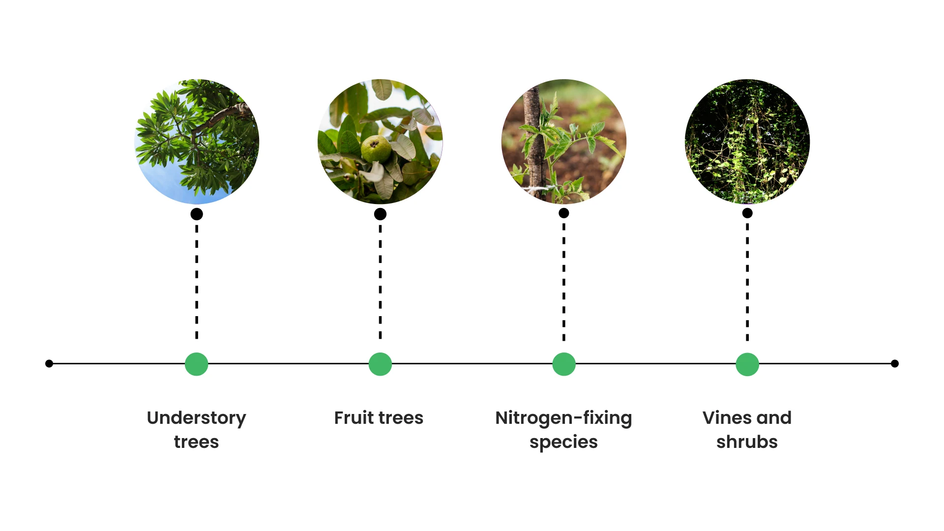 Diversity Over Monoculture