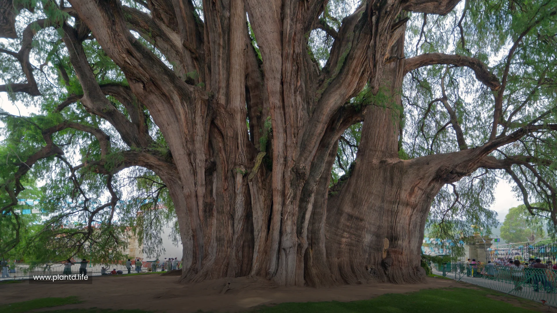 Trees Can Grow Inside Other Trees