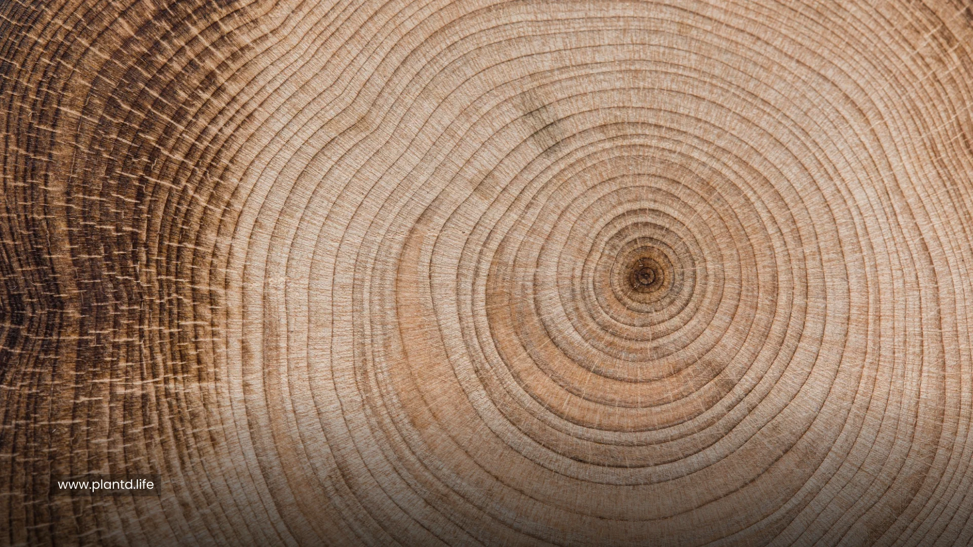 Tree Rings Hold Climate Secrets