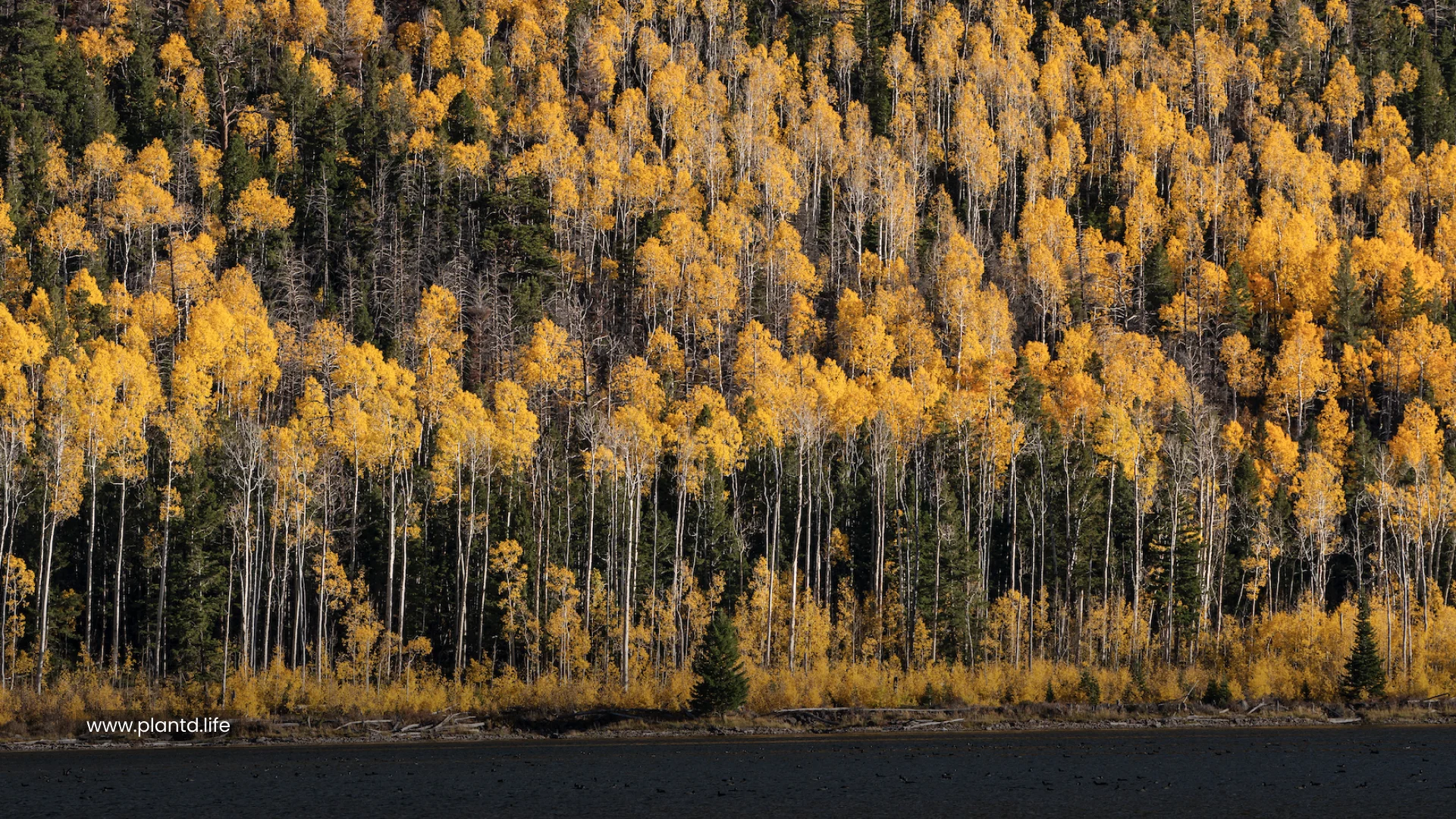 A Single Tree Can Be an Entire Forest 