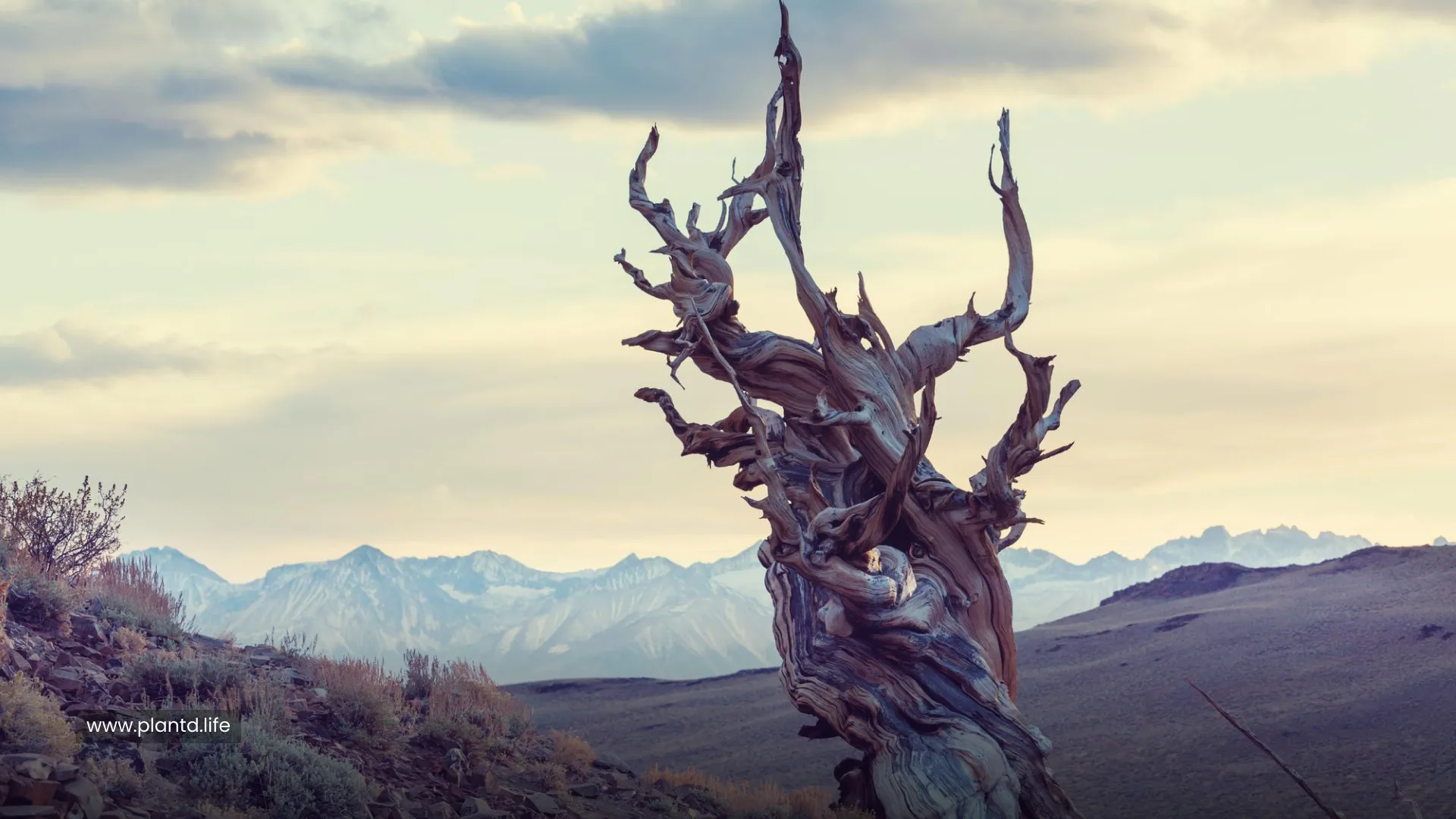 The Oldest Living Tree Is Over 4,800 Years Old