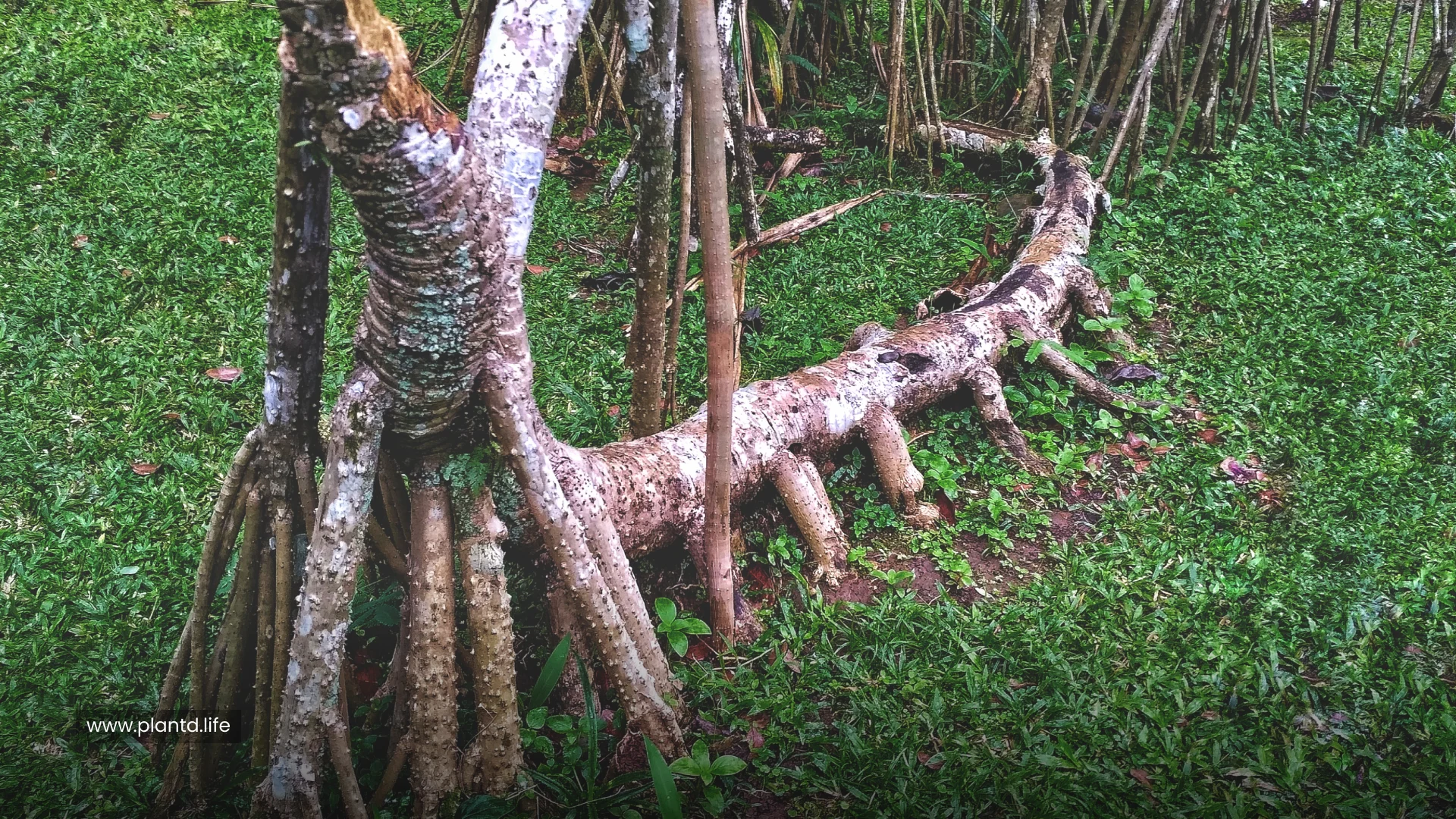 Some Trees Can “Walk” (Sort Of) 