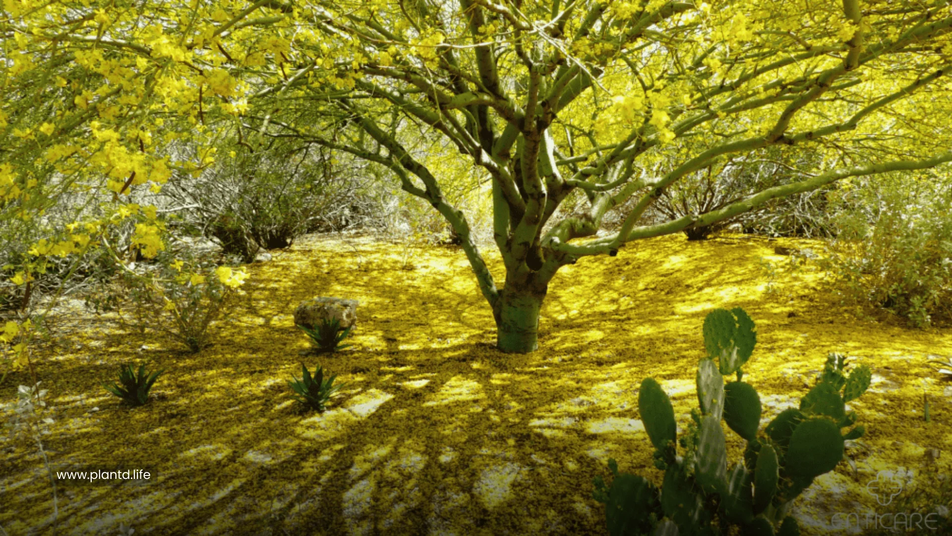 Bonus Fact: Not All Trees Use Leaves to Photosynthesize