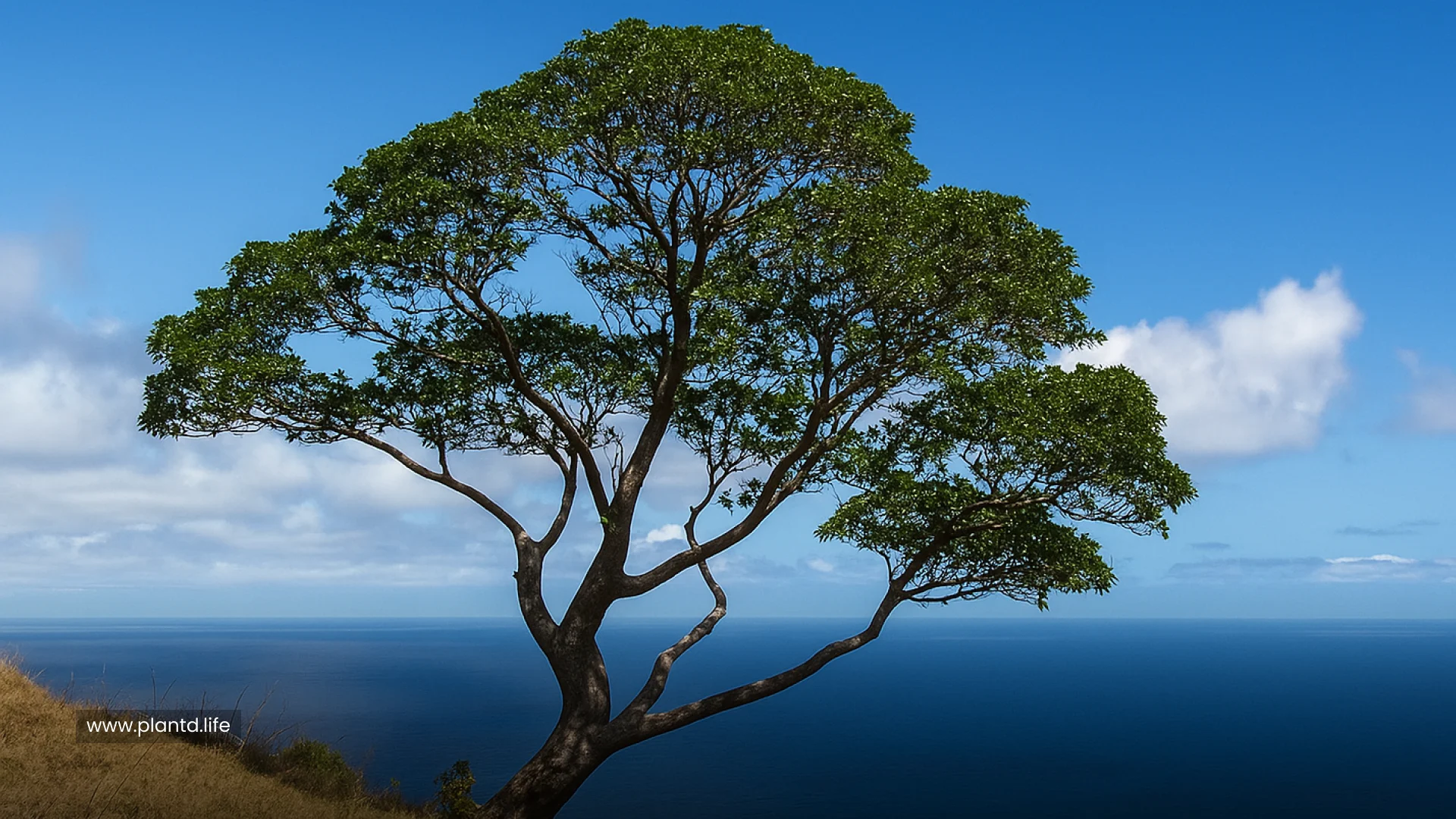 St. Helena Gumwood