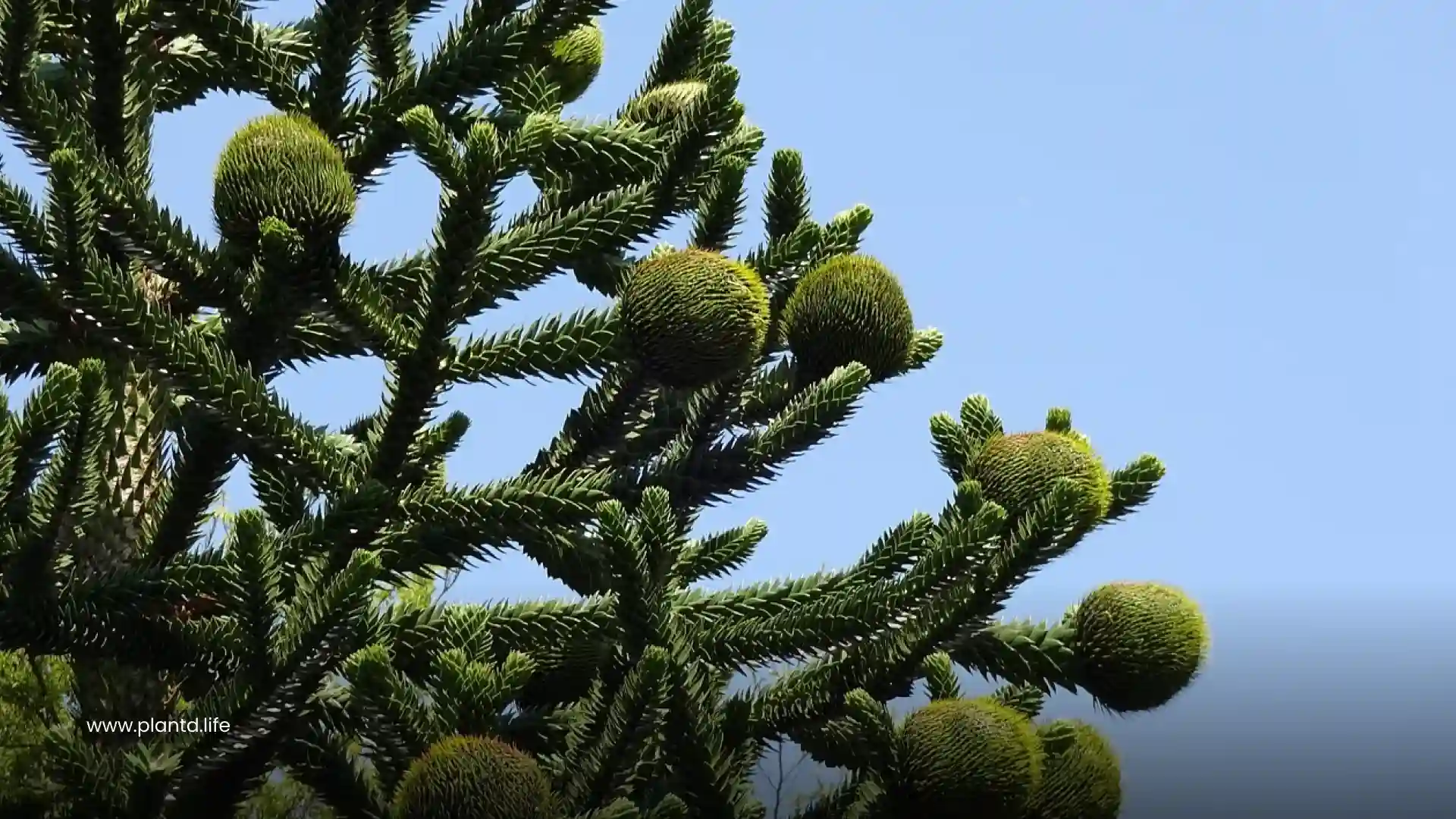 Monkey Puzzle Tree