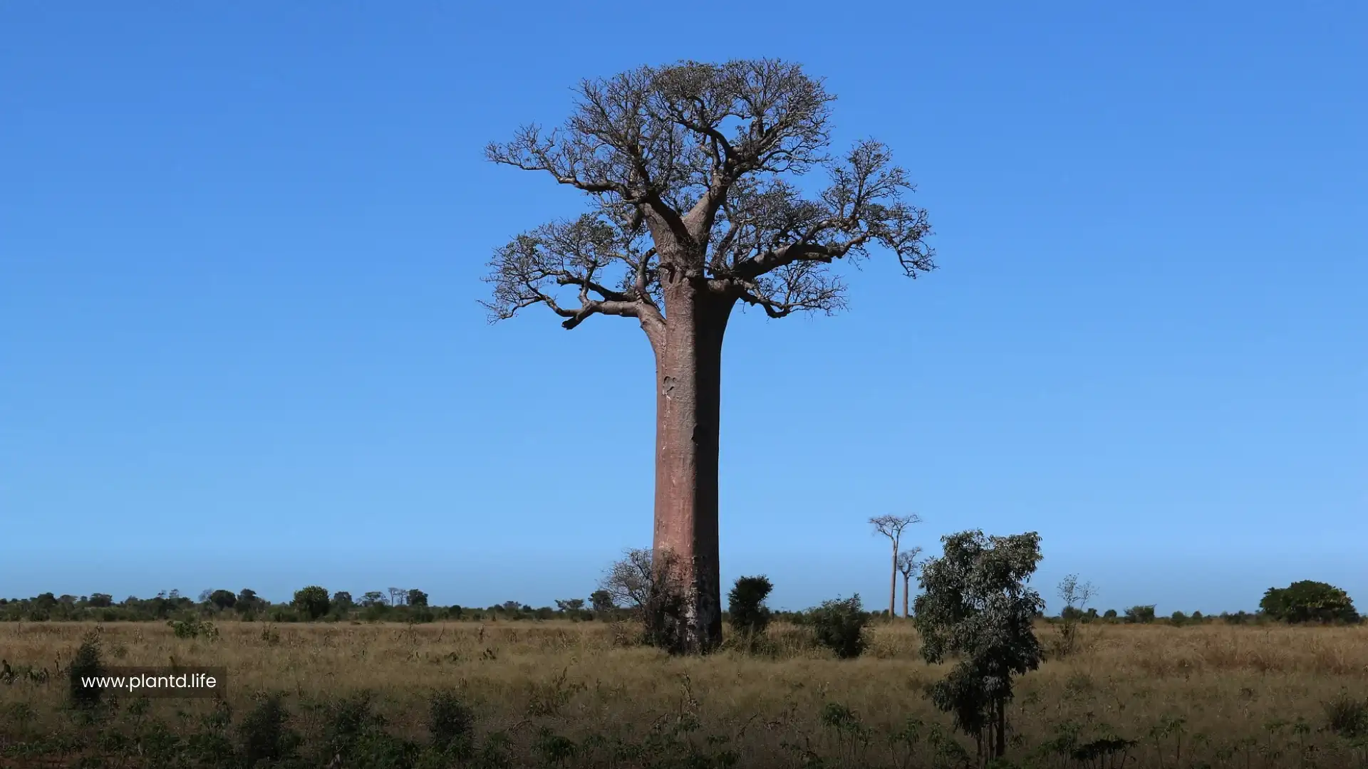 Grandidier’s Baobab