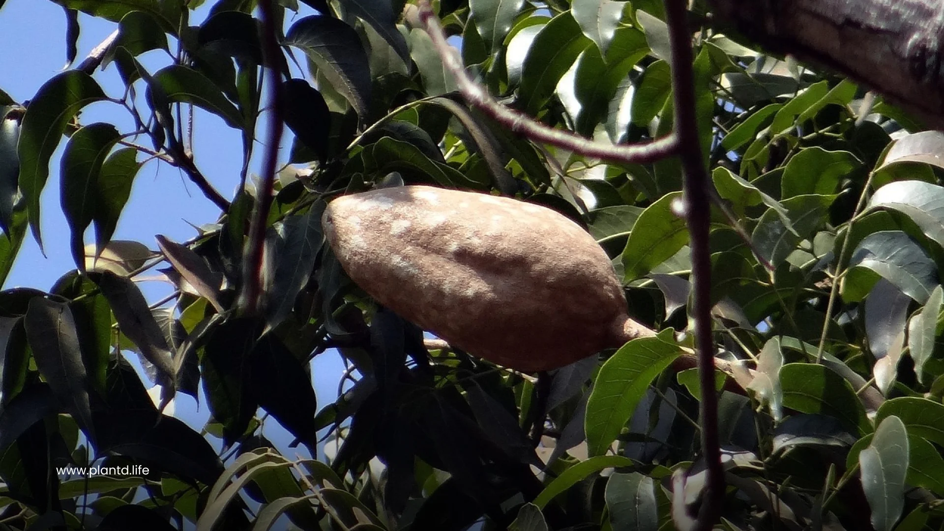Big-Leaf Mahogany