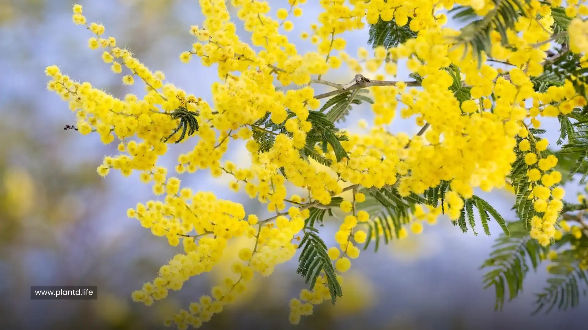 Mallee Wattle