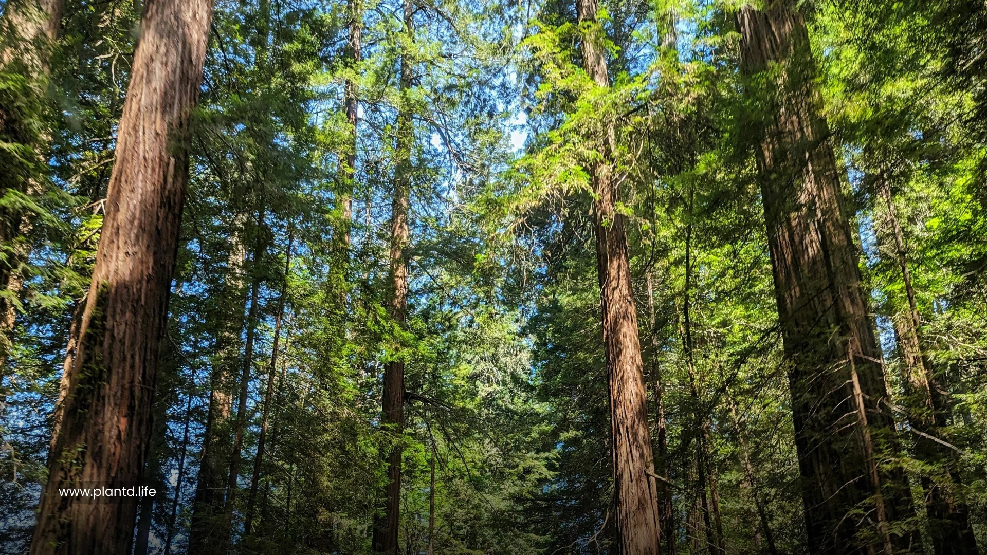 Redwood Tree 