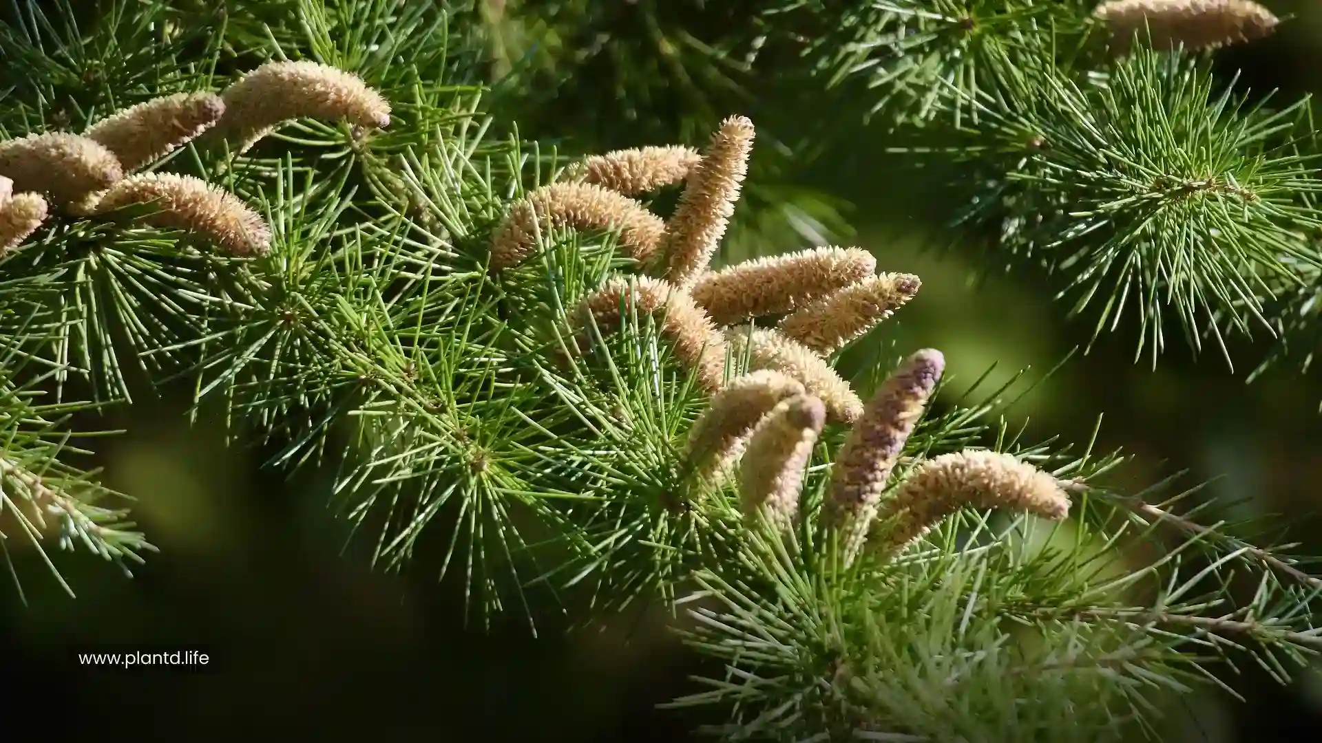 Bermuda Cedar