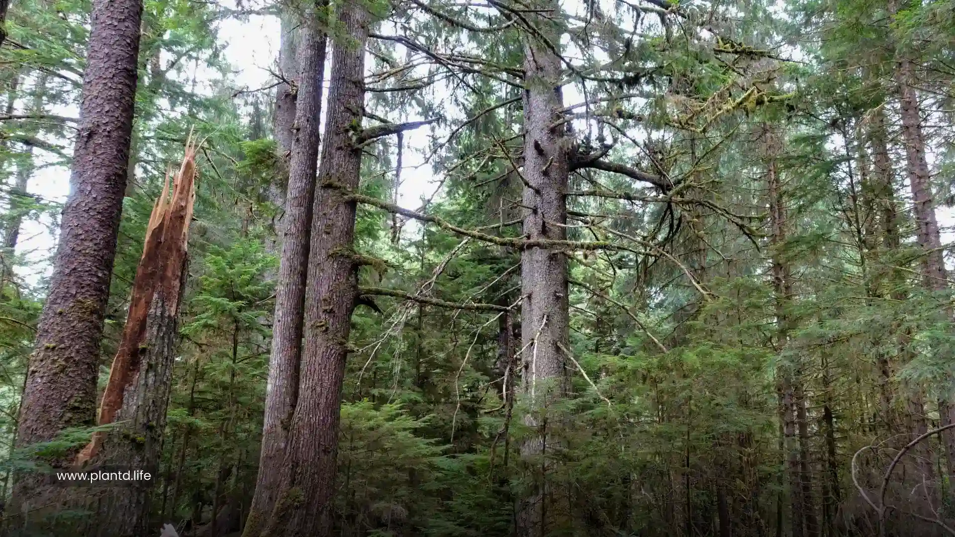 Raven’s Tower
