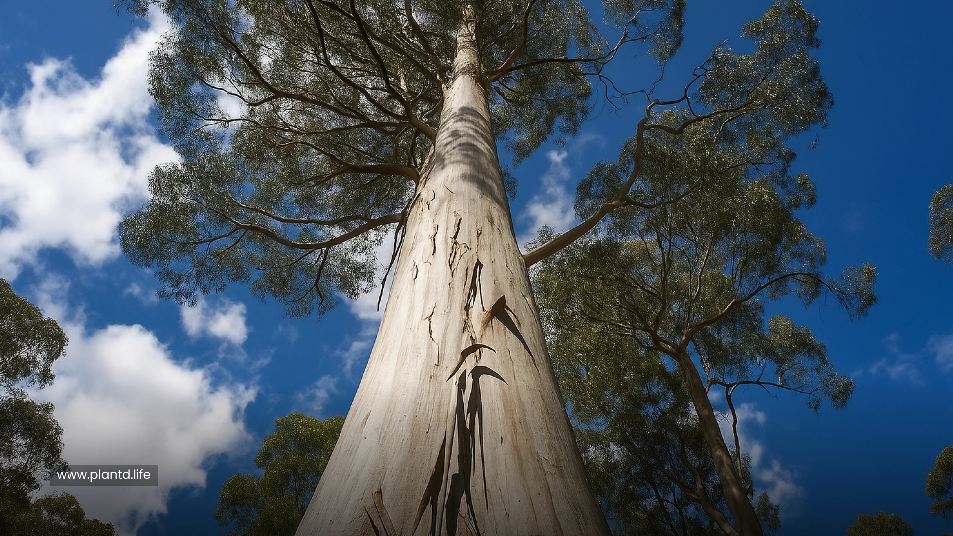 Alpine Ash 