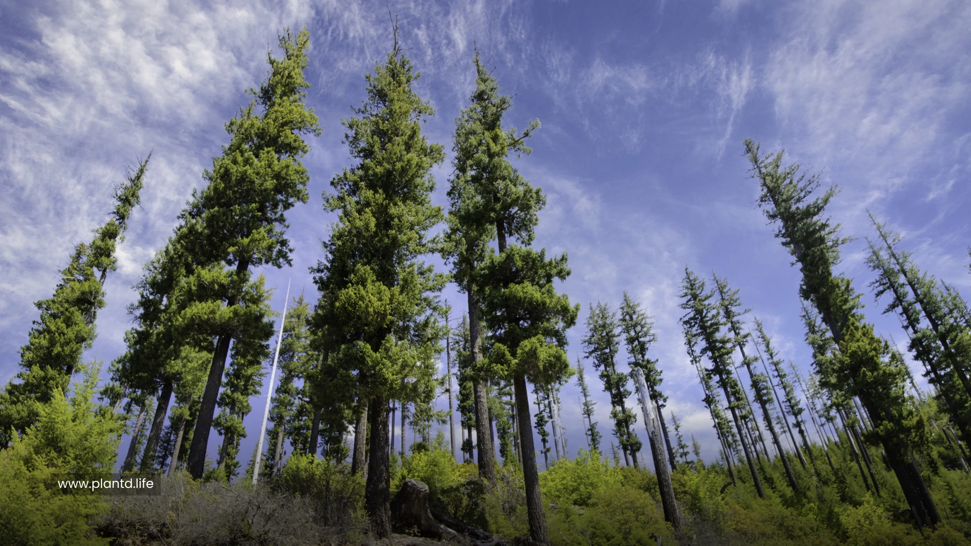 Doerner Fir