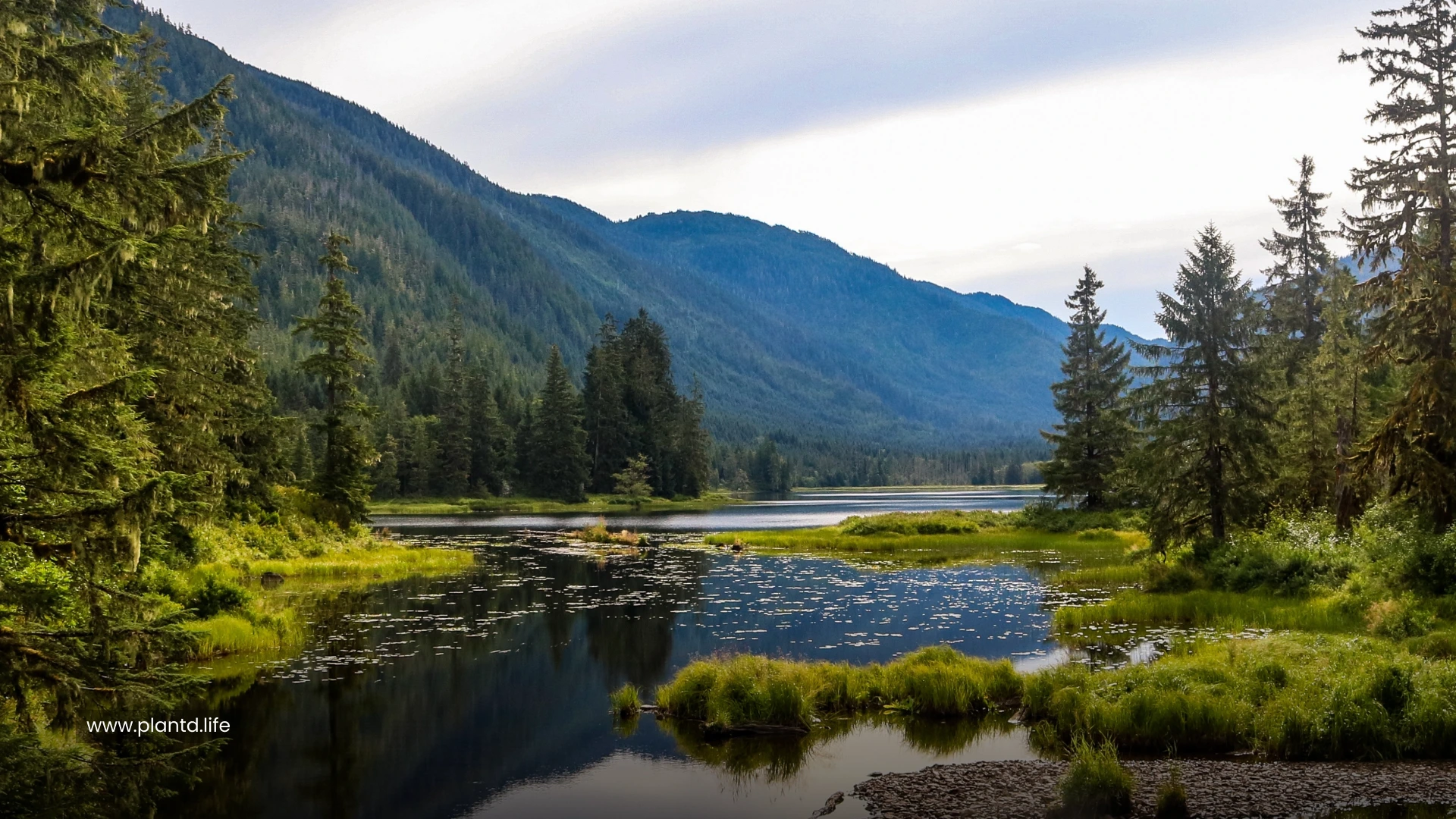 Tongass National Forest 