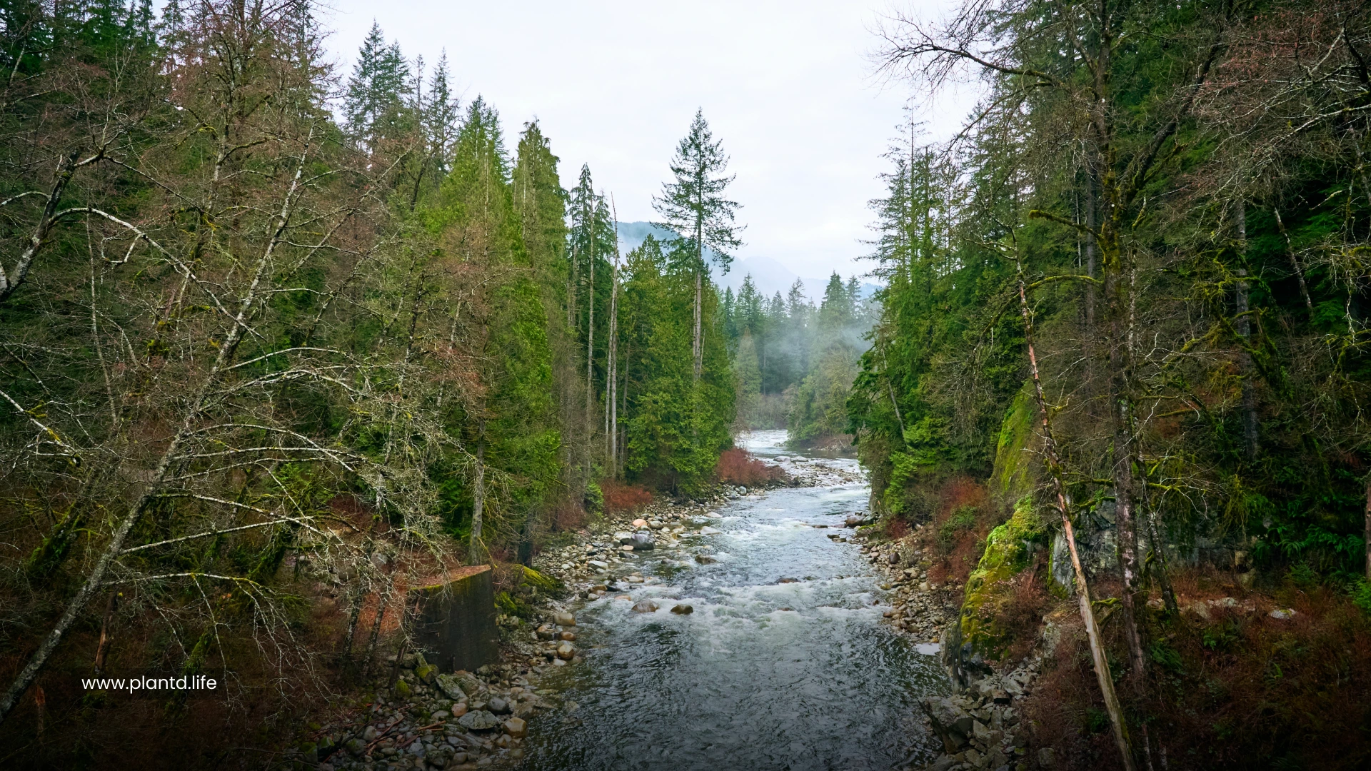 Pacific Temperate Rainforests