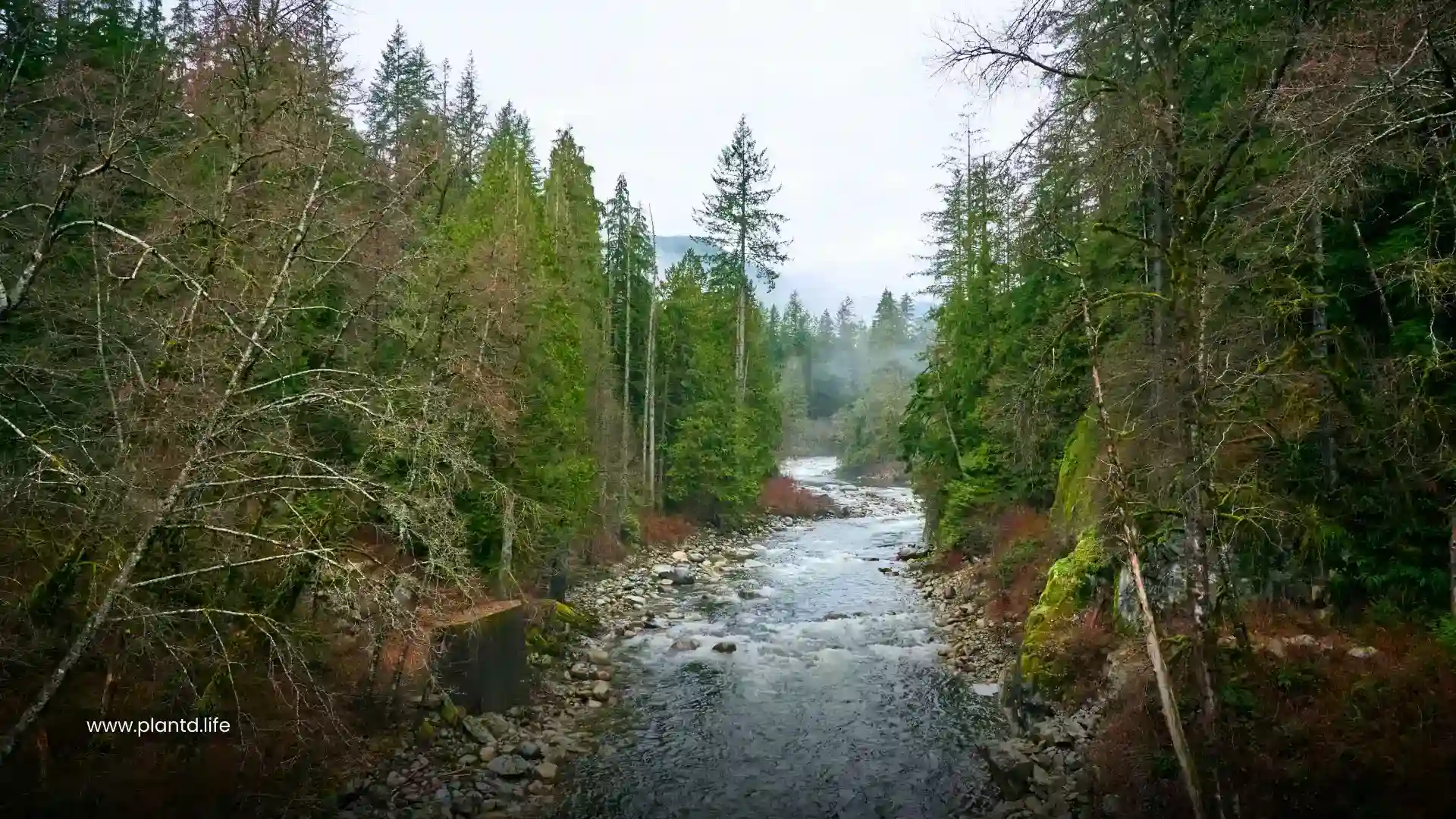 Pacific Temperate Rainforests