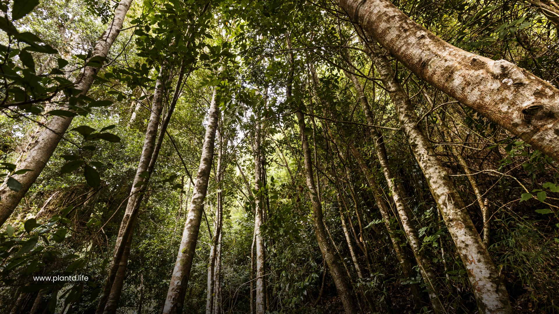 Valdivian Temperate Rainforest