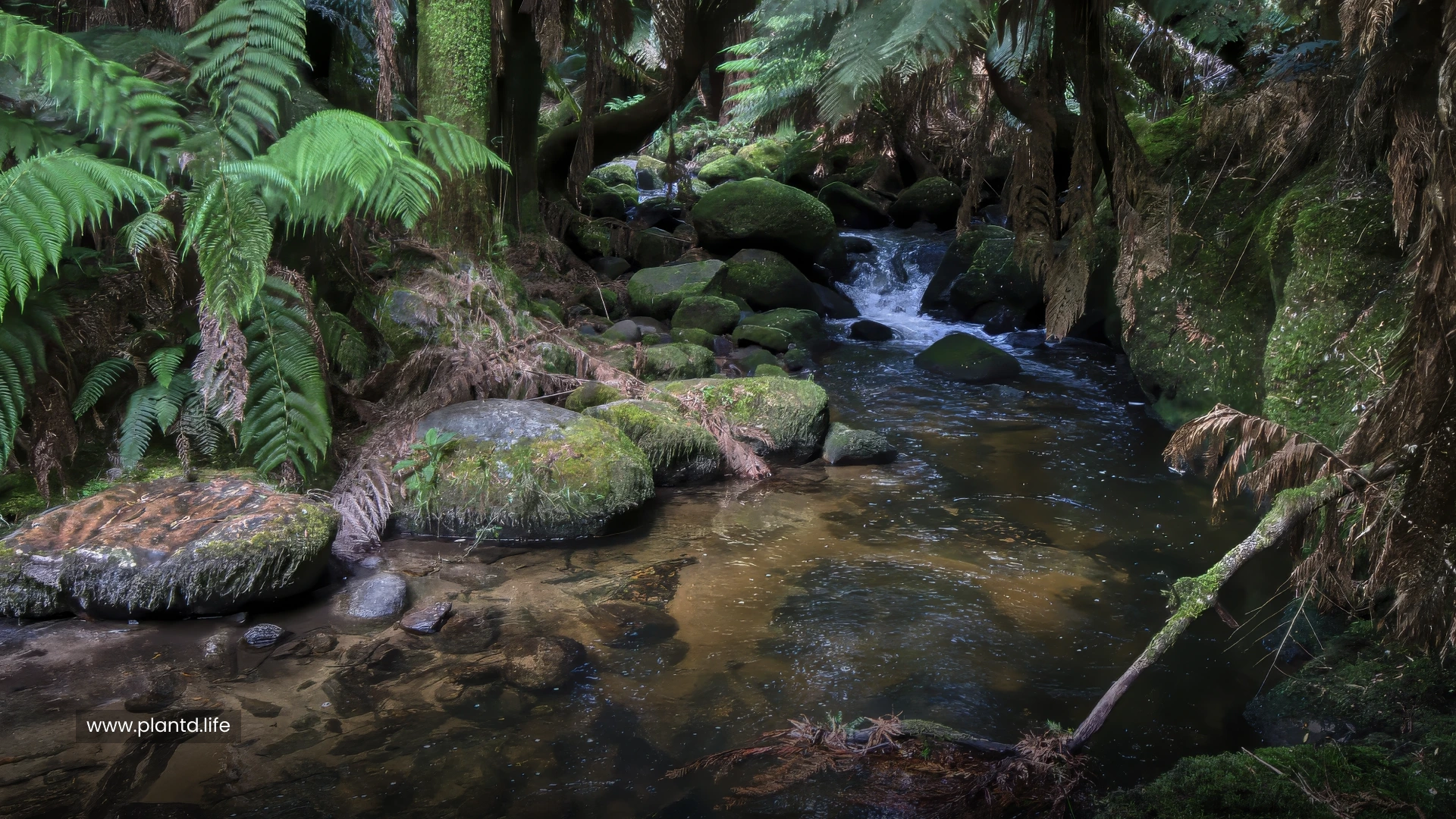 Tasmania Temperate Rain Forest