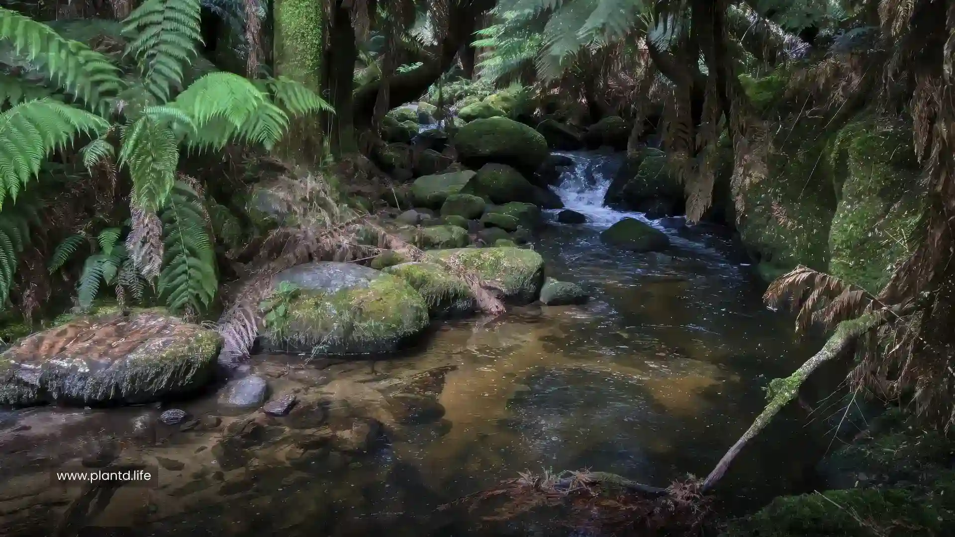 Tasmania Temperate Rain Forest