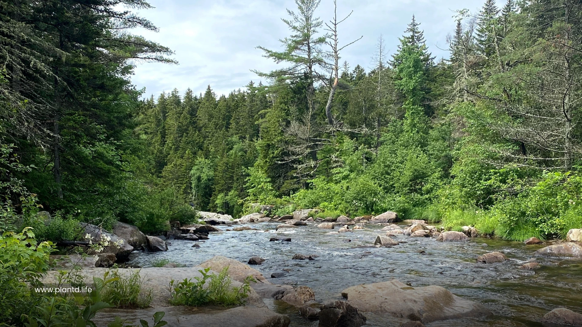 Appalachian Temperate Rain Forest