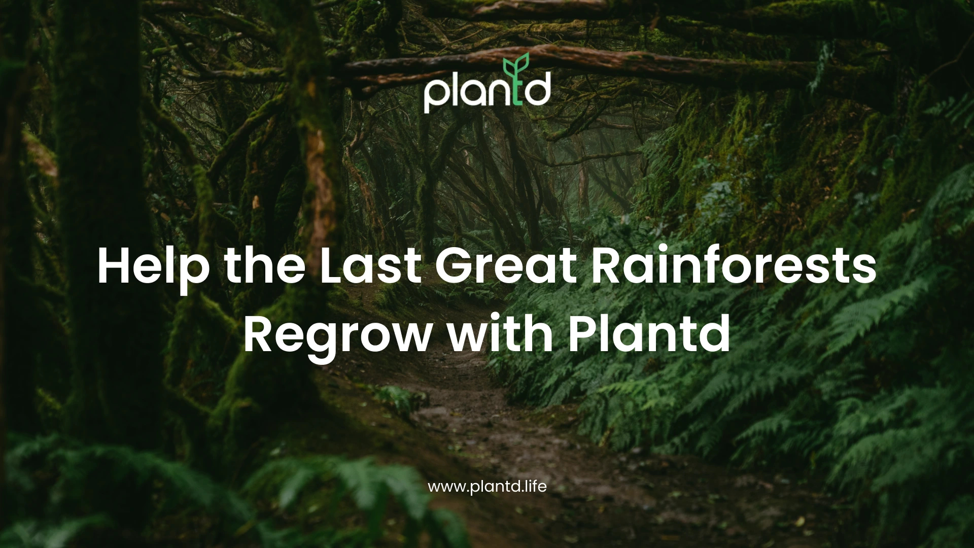 Help the Last Great Rainforests Regrow with Plantd