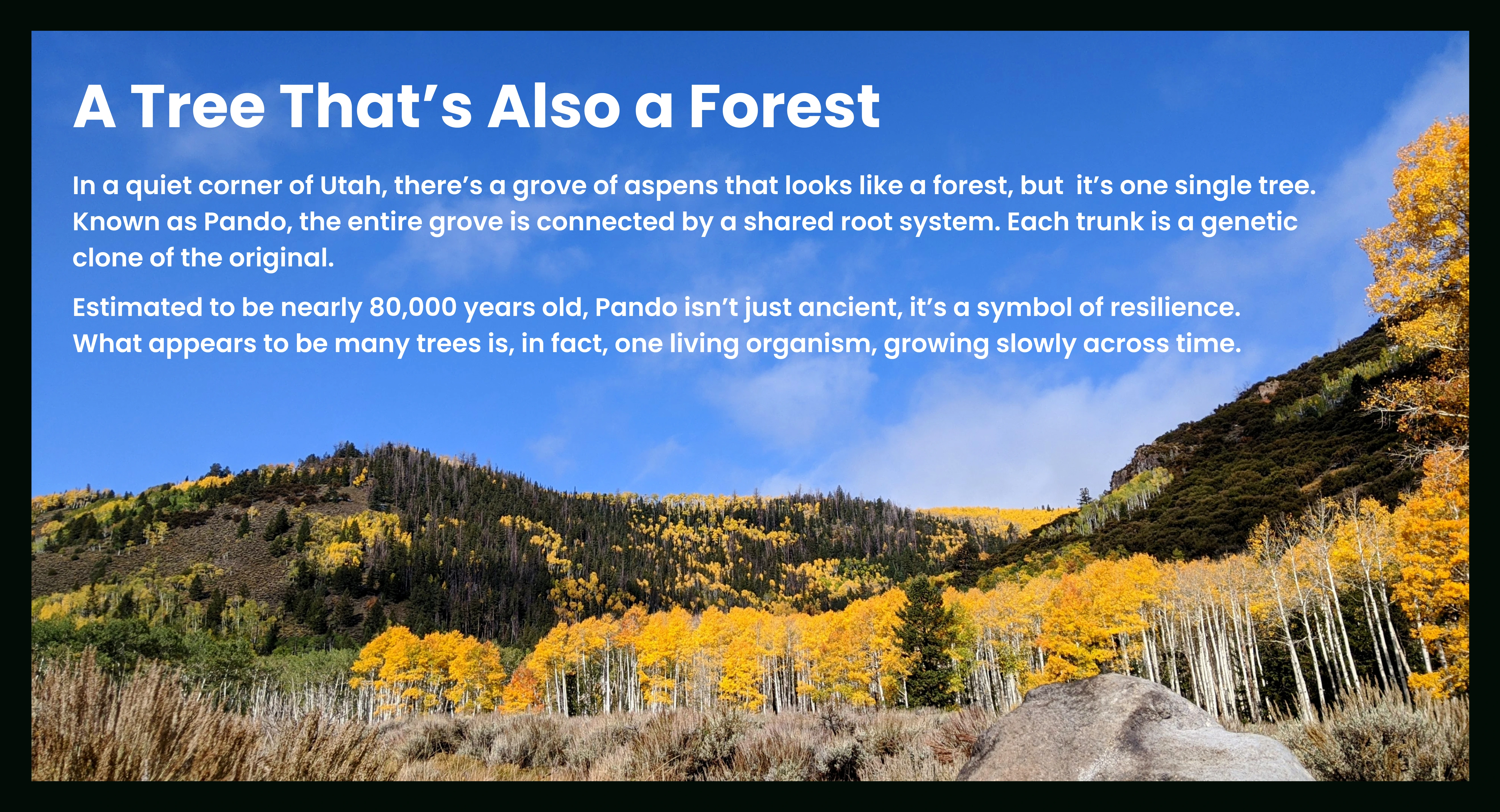 A tree that is also a forest