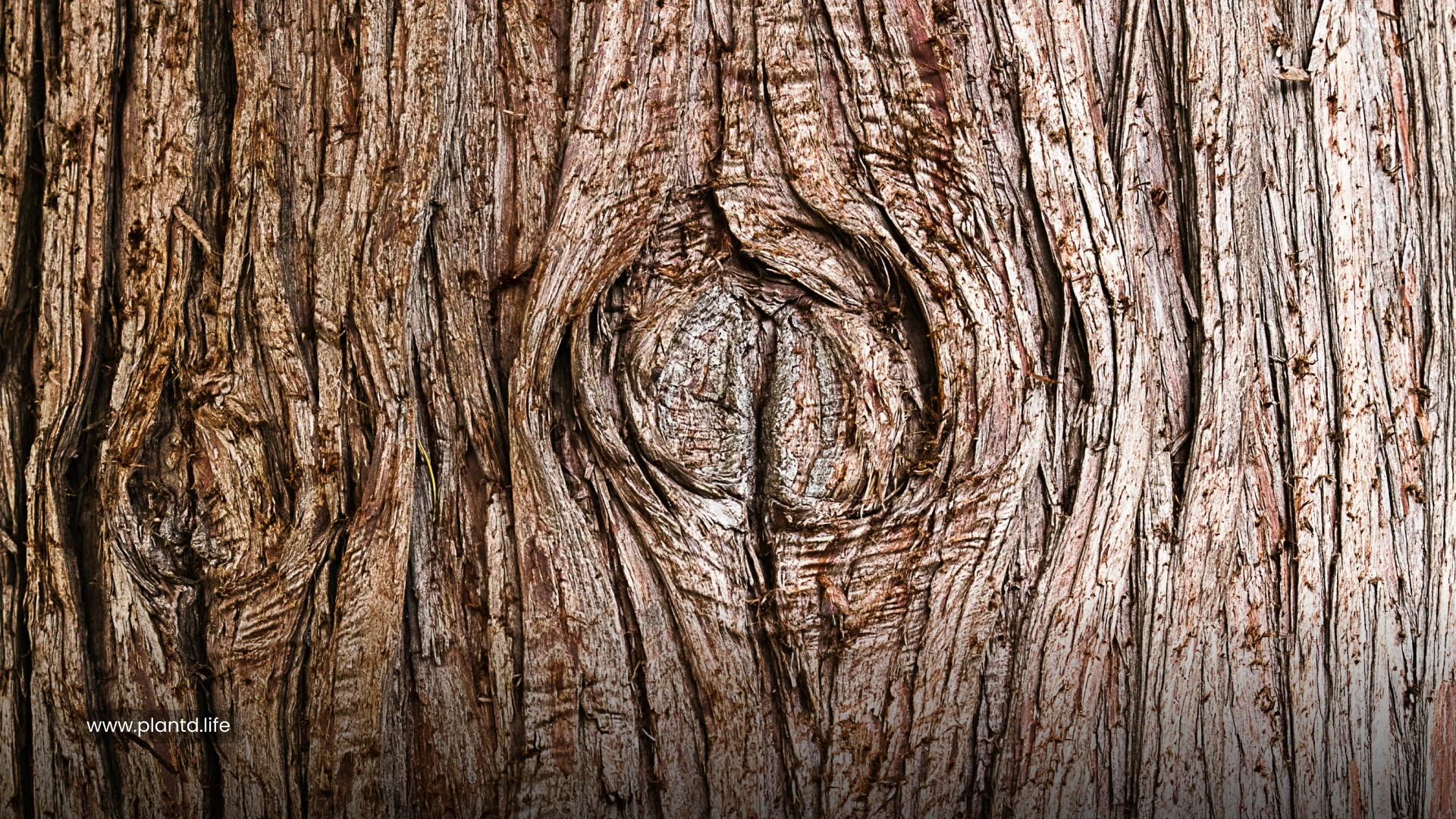The Trunk 