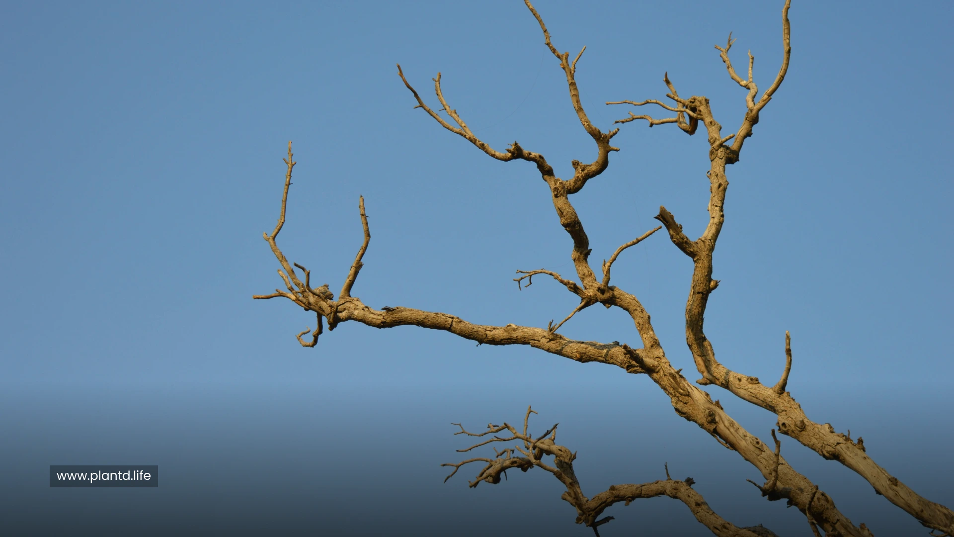 The Branches