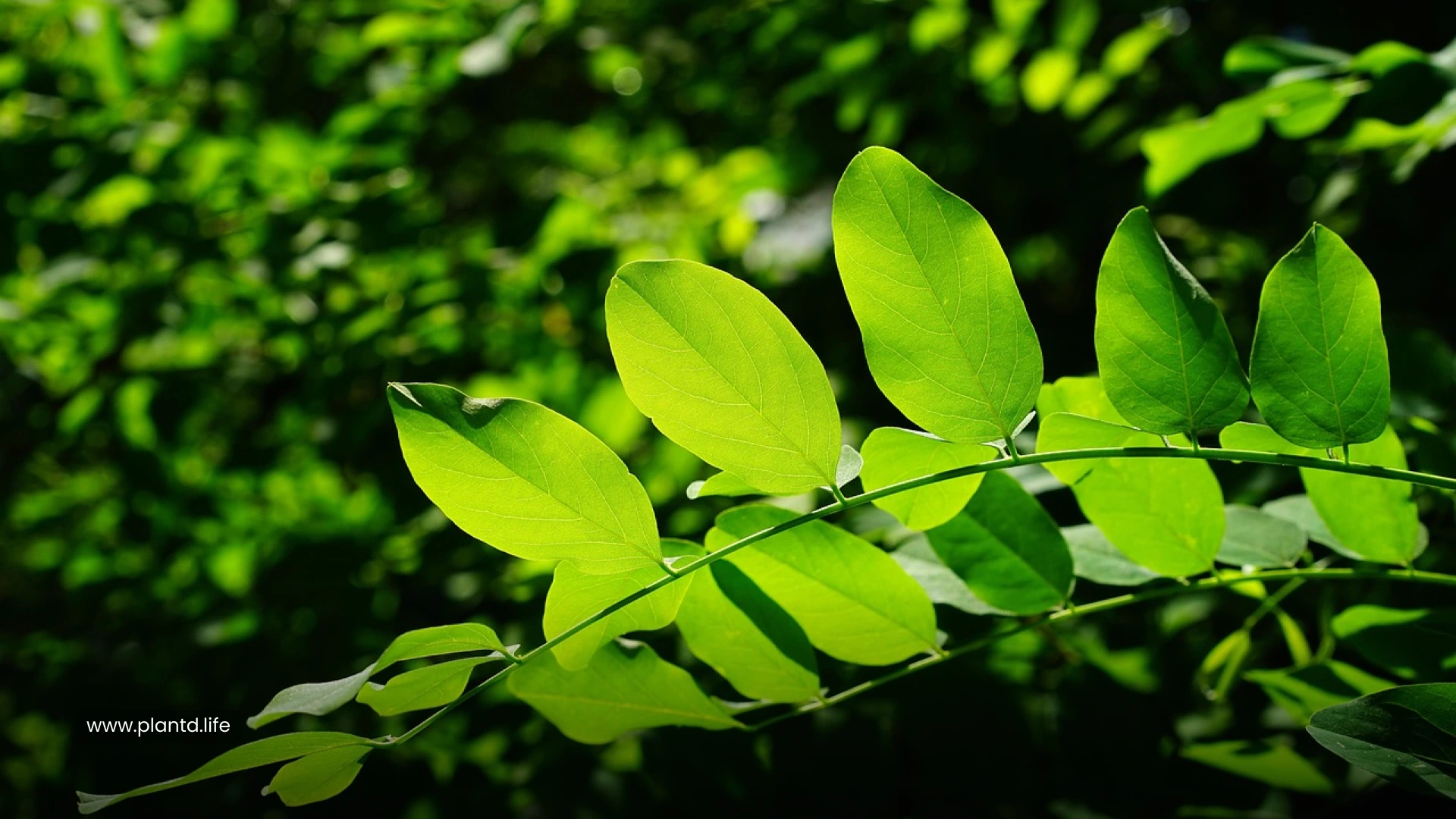 The Leaves