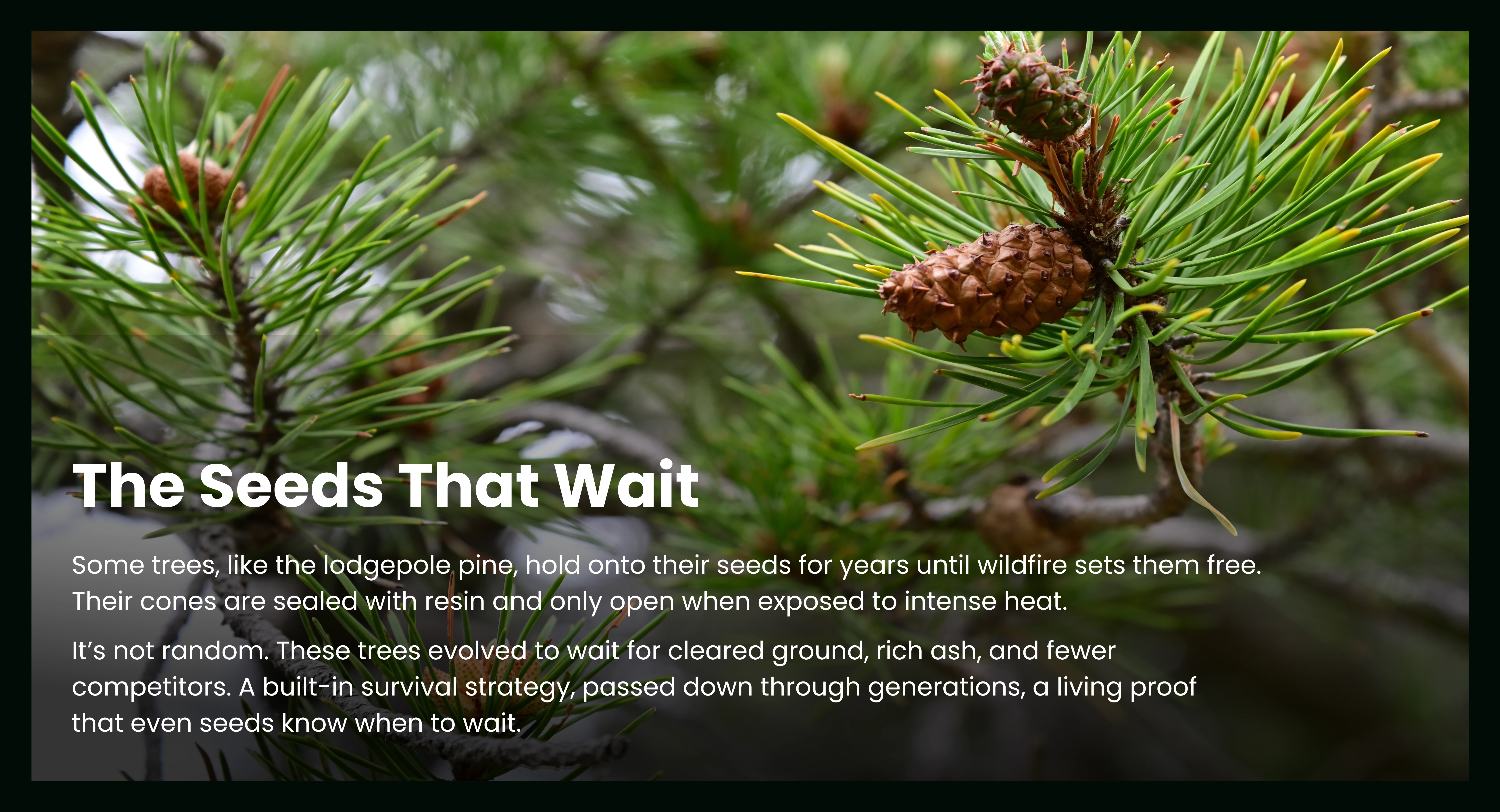 The Seeds that Wait