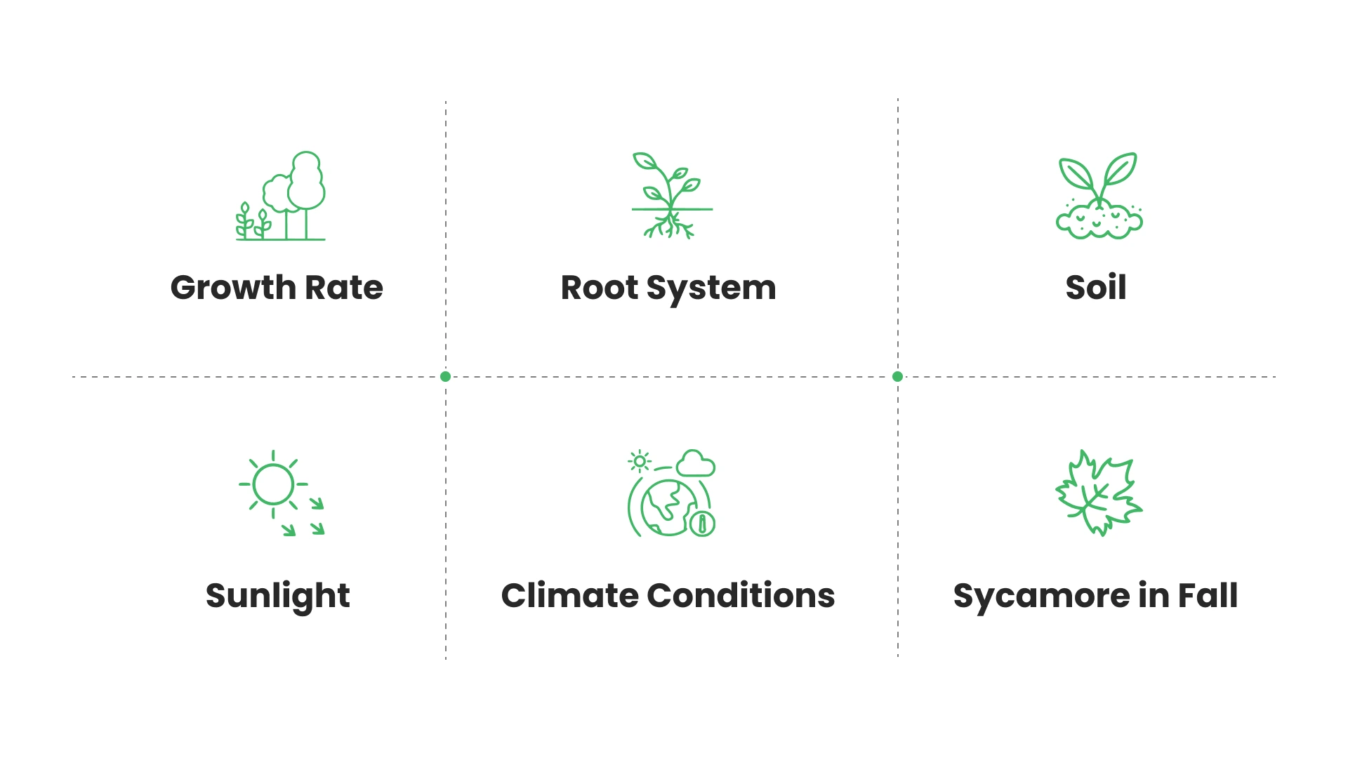 Things to Consider Before Planting a Sycamore Tree