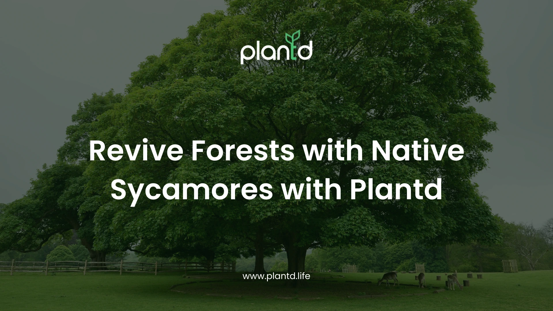Revive Forests with Native Sycamores with Plantd