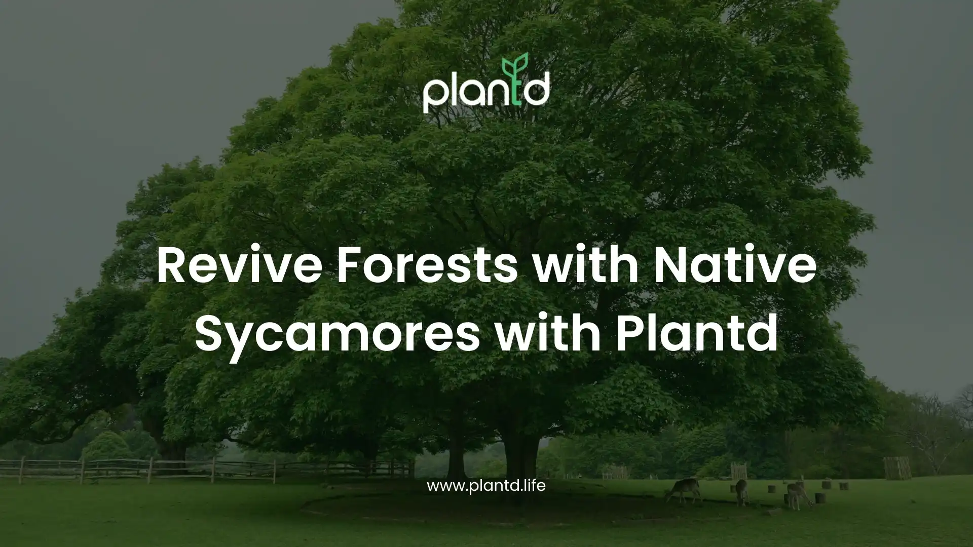 Revive Forests with Native Sycamores with Plantd