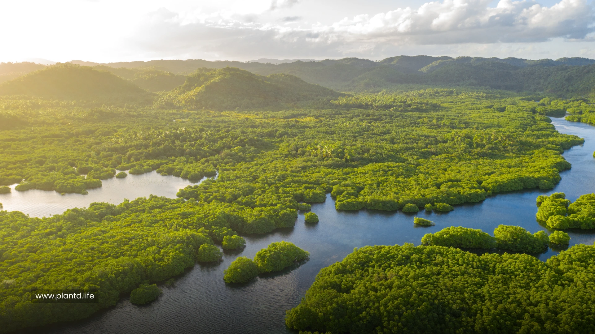 Amazon Basin (South America)