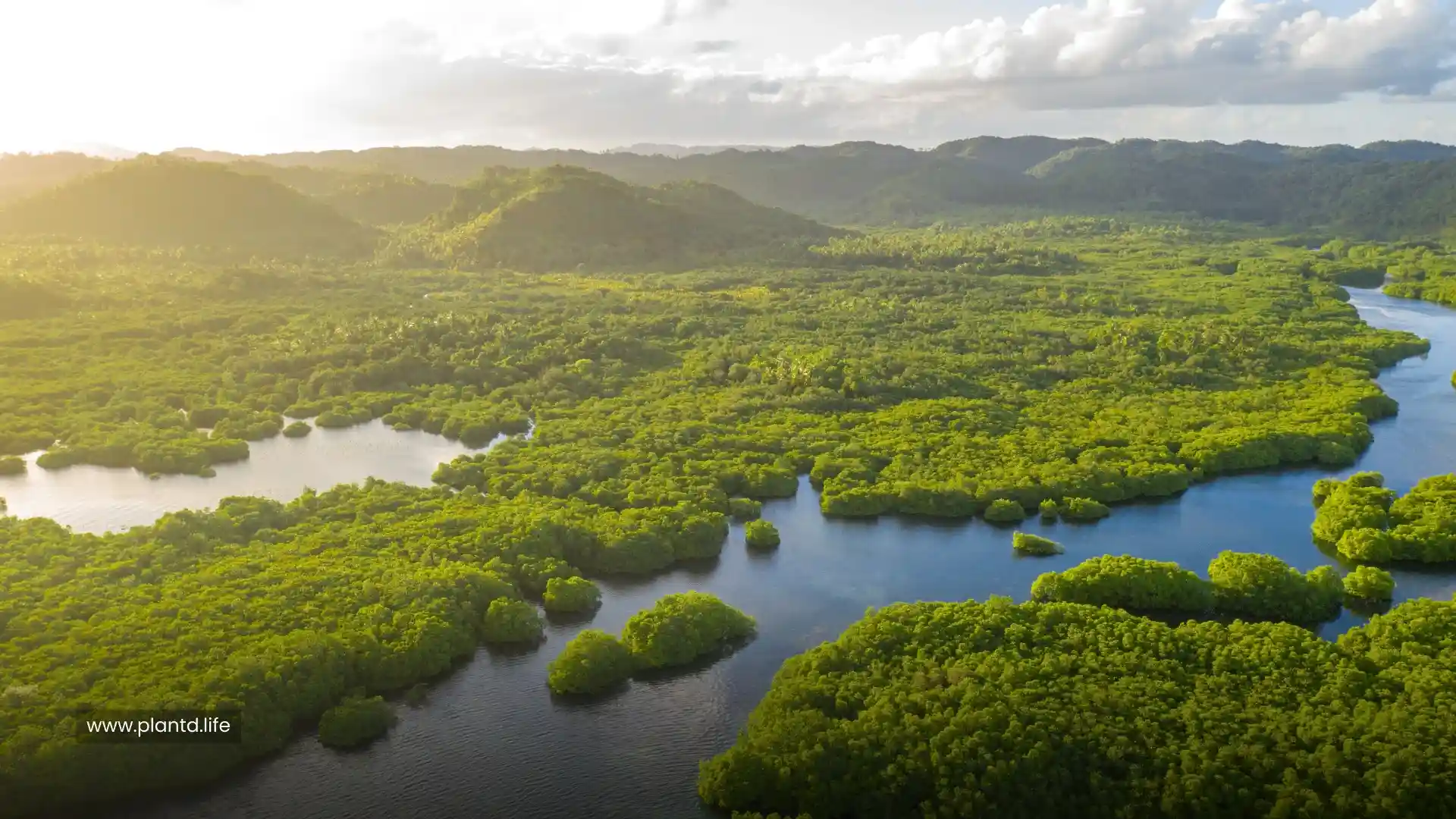 Amazon Basin (South America)